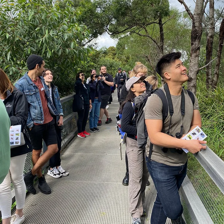 Bird Walks And Events Sydney Bird Club