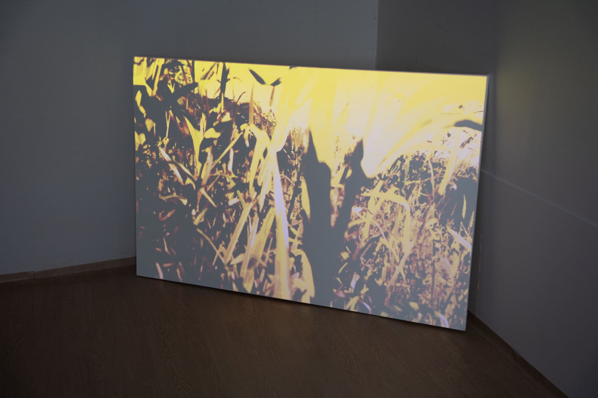 Installation View, 145.5 X 97.0 (CM)