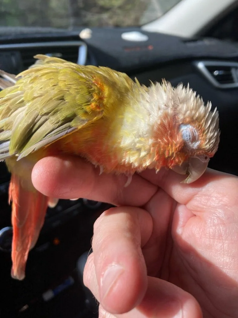 Mike Baby Parrot 1.jpg