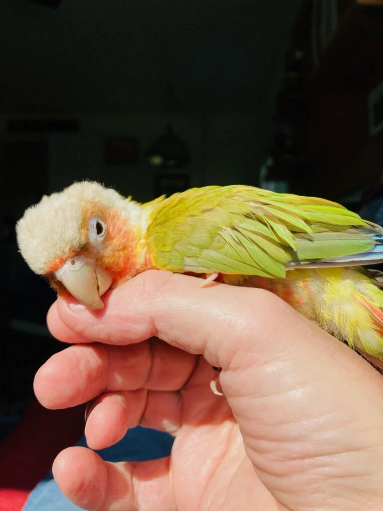Mike Baby Parrot 3.jpg