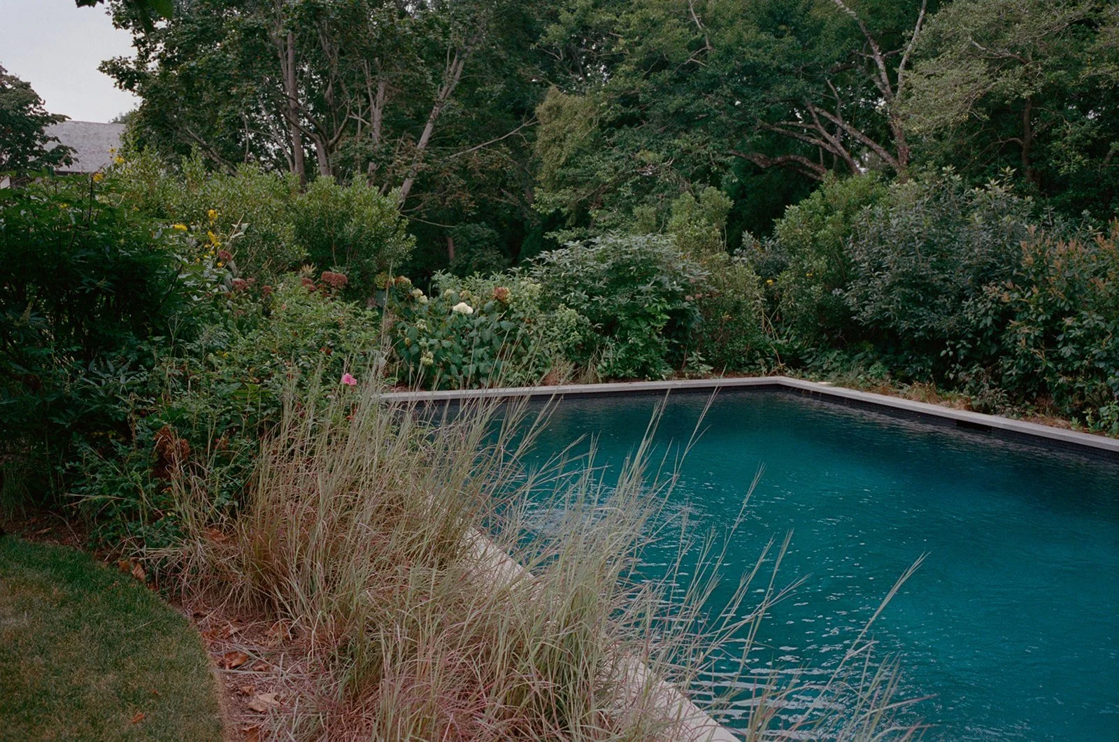 Pool edged with tall grasses in an East Hampton garden