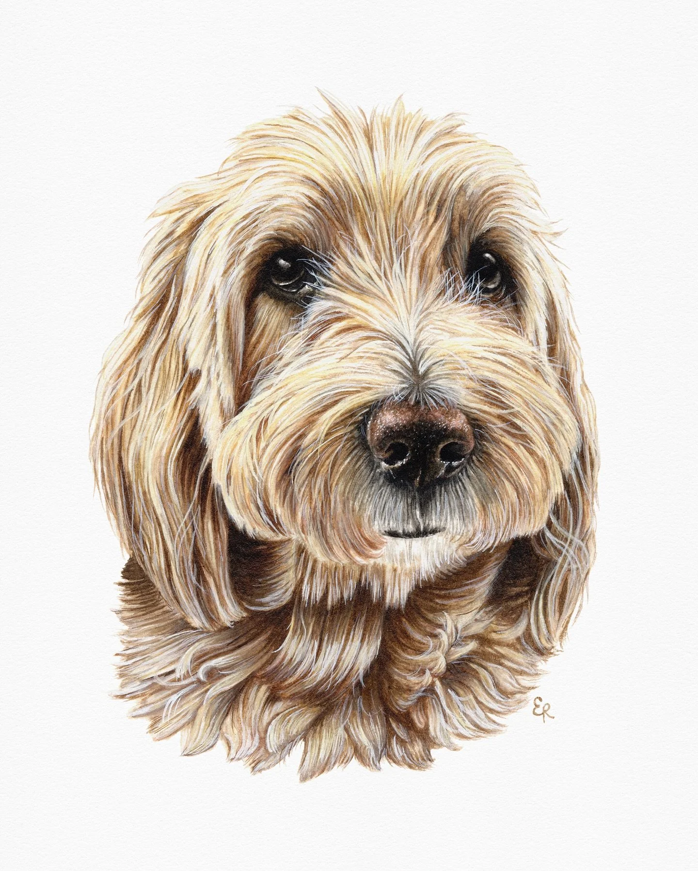 A good boy 🐾

5x7&rdquo; watercolor

#watercolor #petportrait #petpainting #watercolorpainting #winsorandnewton #animaldrawing #animalpainting #dog #doodle #labradoodle #dogsofinstagram #dogwatercolor