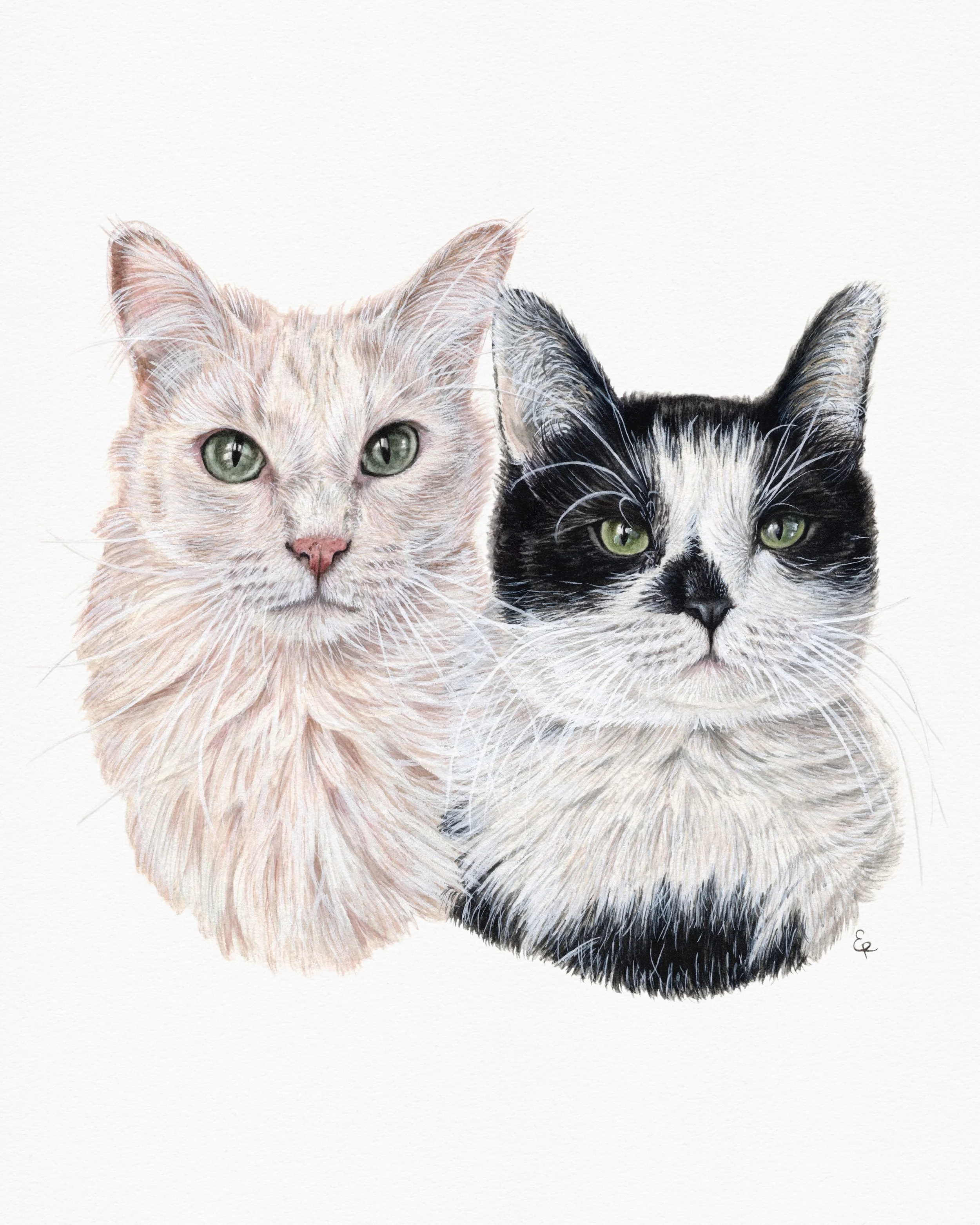 Mac Miller &amp; Tito 🐾

6x6&rdquo; watercolor. Winner from the 2025 Pet Portrait Giveaway!

#petportraitsofinstagram #watercolor #cats_of_instagram