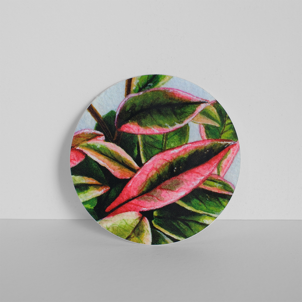 hoya.png