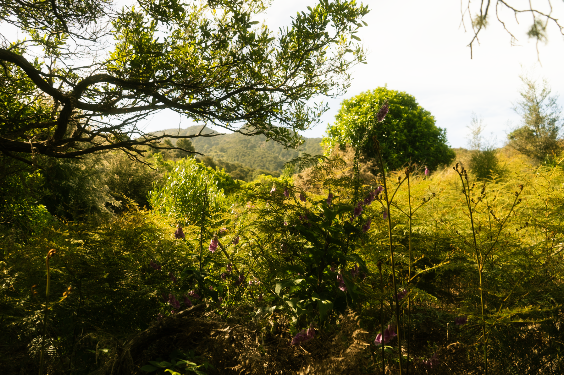 Screenshot 2026-01-08 at 6.17.23 PM.png