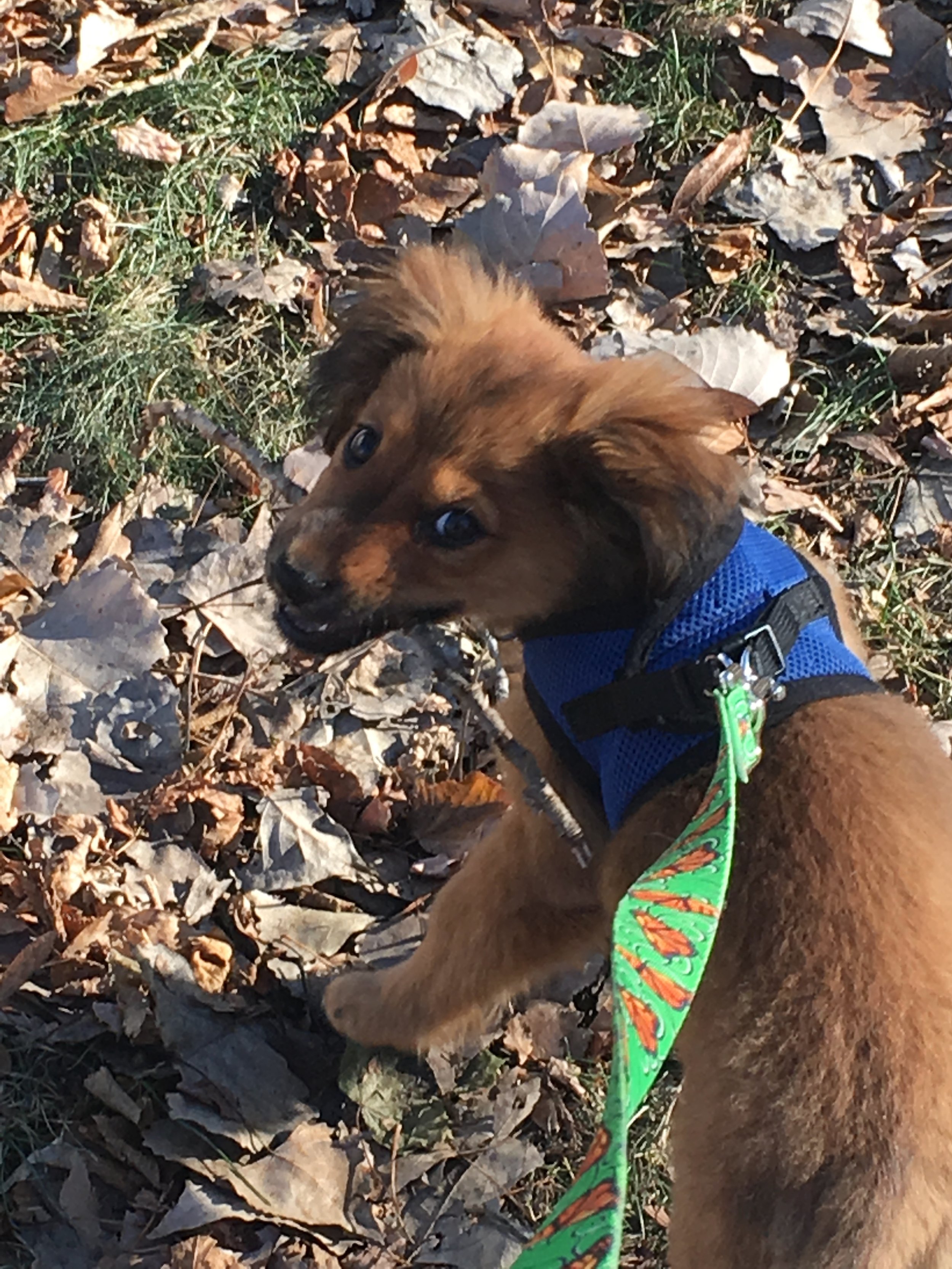 What Do I Do When My Dog Ignores Me?