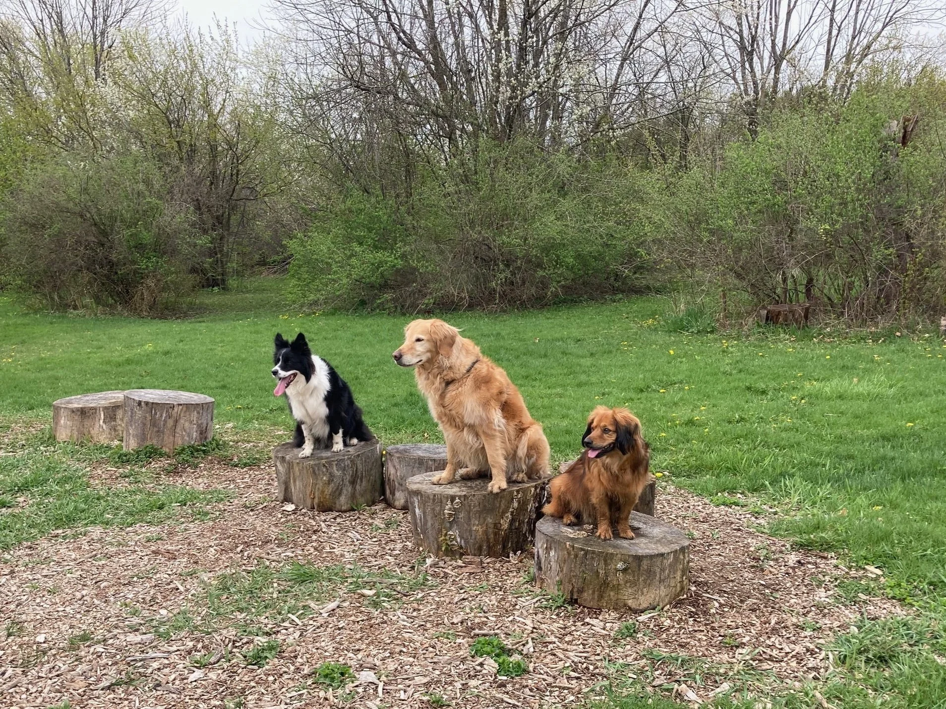 three dogs, each on a log stump looking towards a teacher (off camera) in Madison, WI