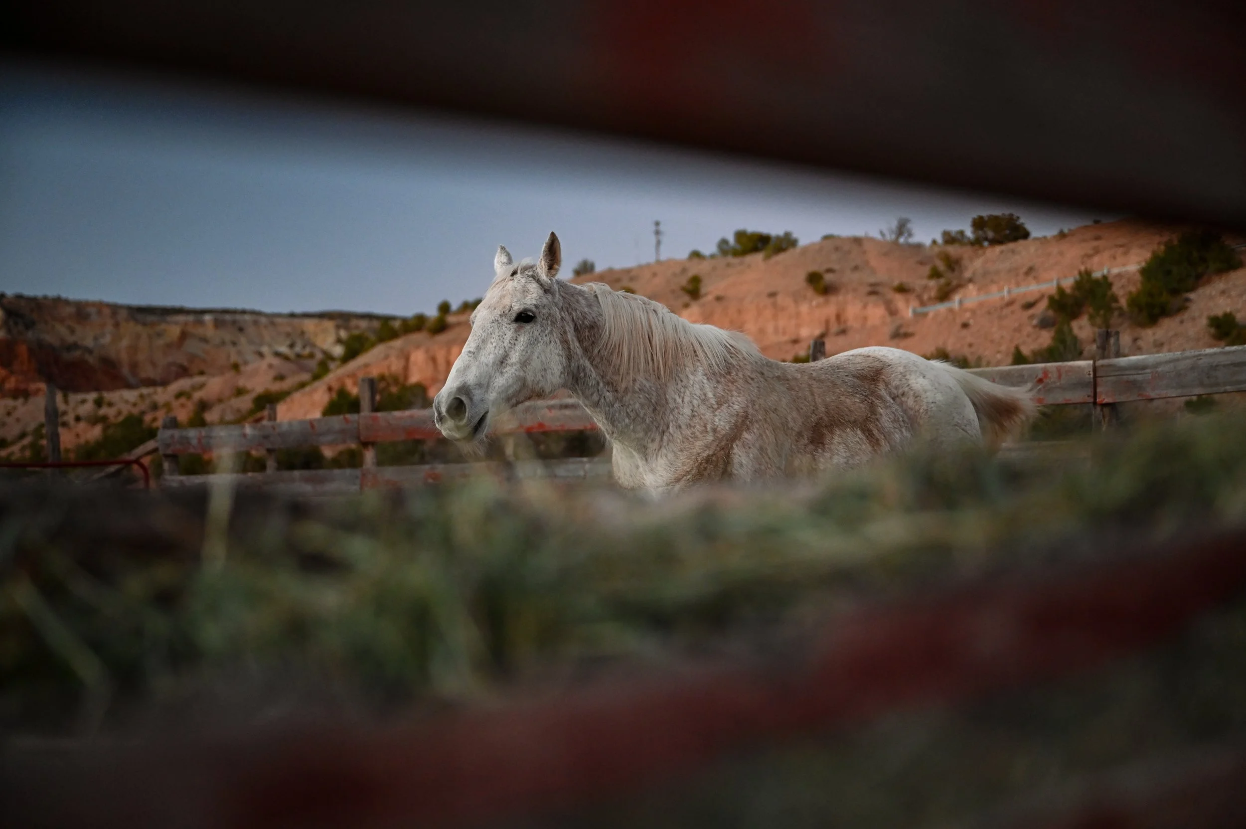 DSC_3594.jpg