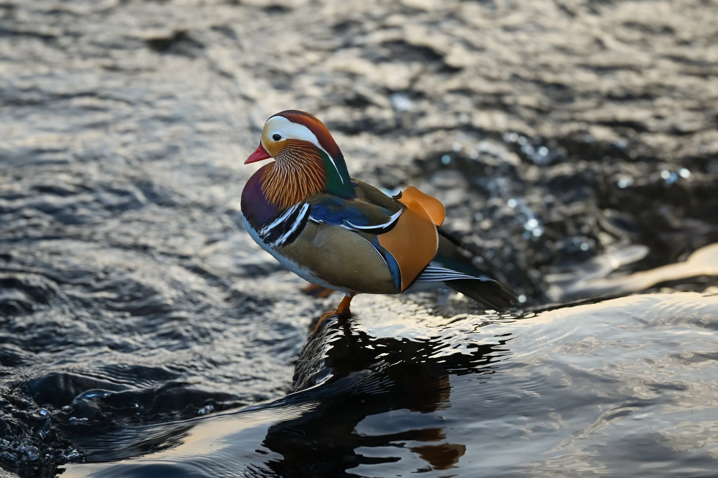 DSC_4525.jpg
