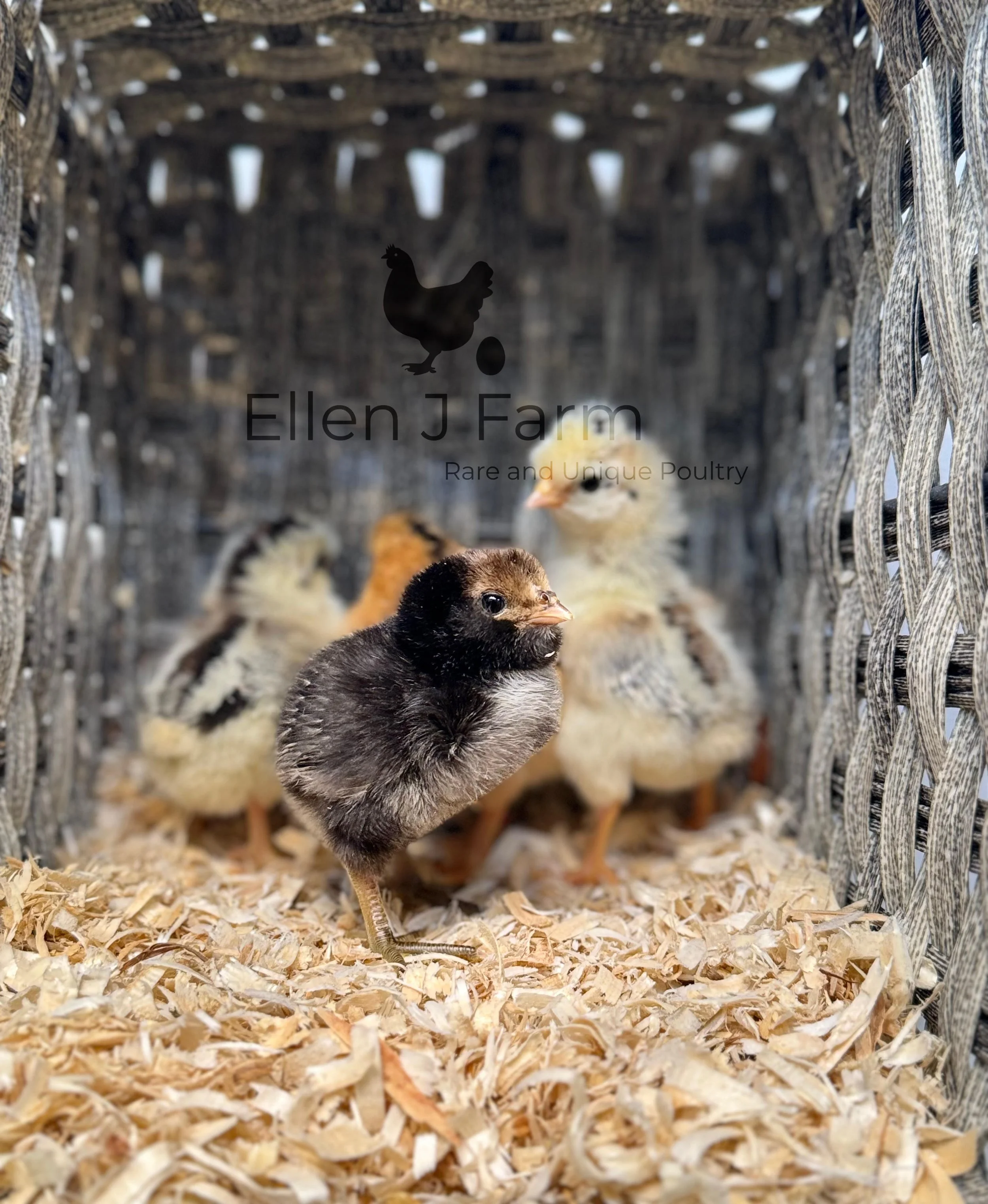 Before You Start Your First Chicken Flock