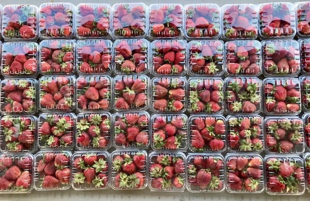Multiple plastic containers filled with fresh strawberries arranged in rows.
