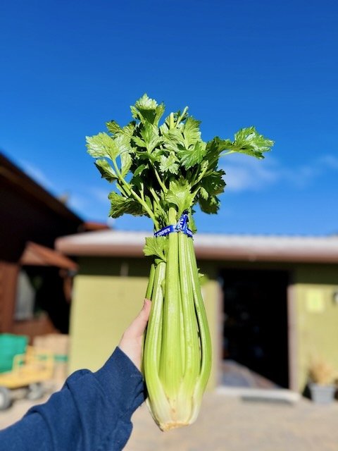 Person holding a bunch of fresh celery outdoors