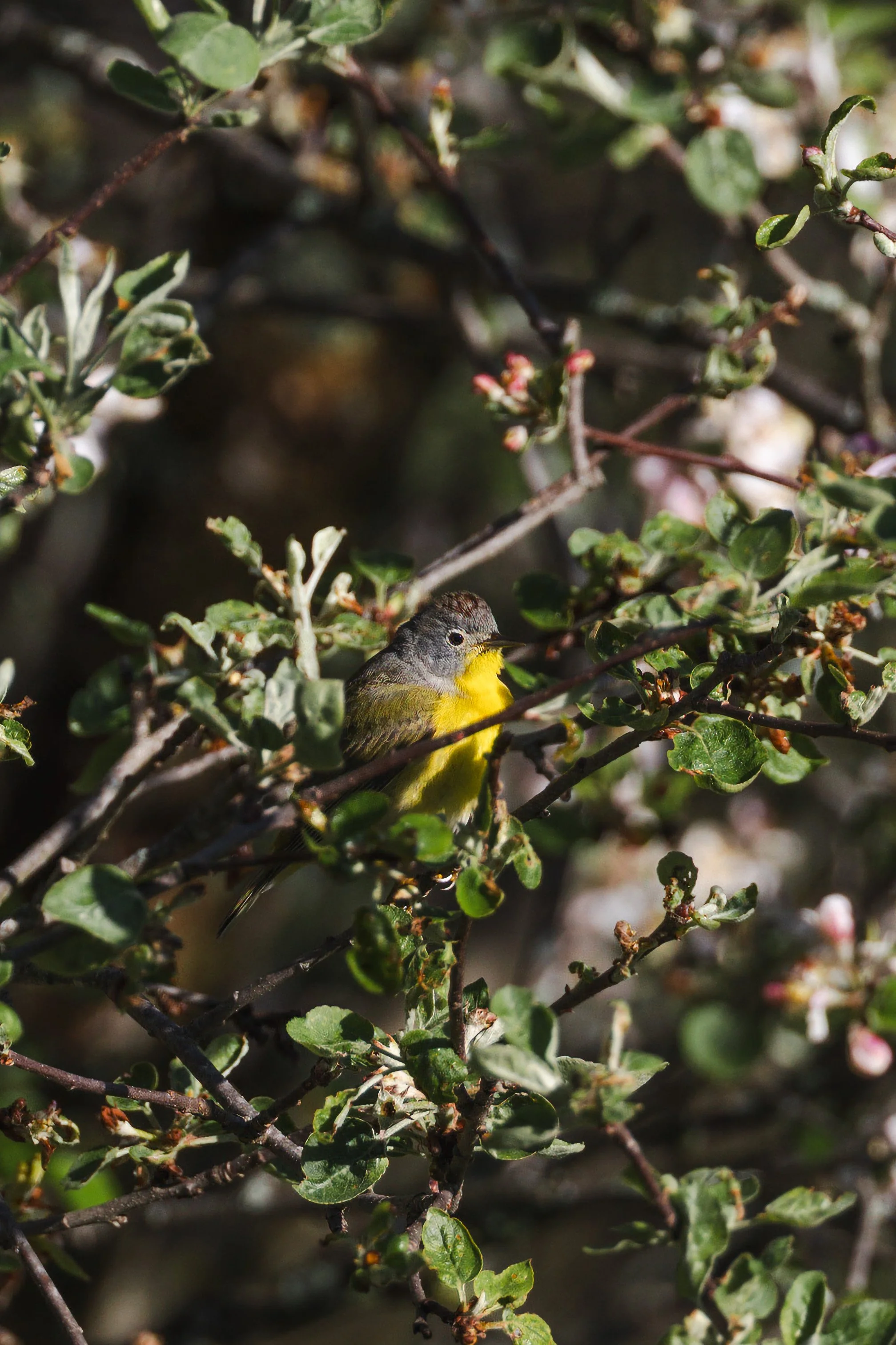nashville warbler