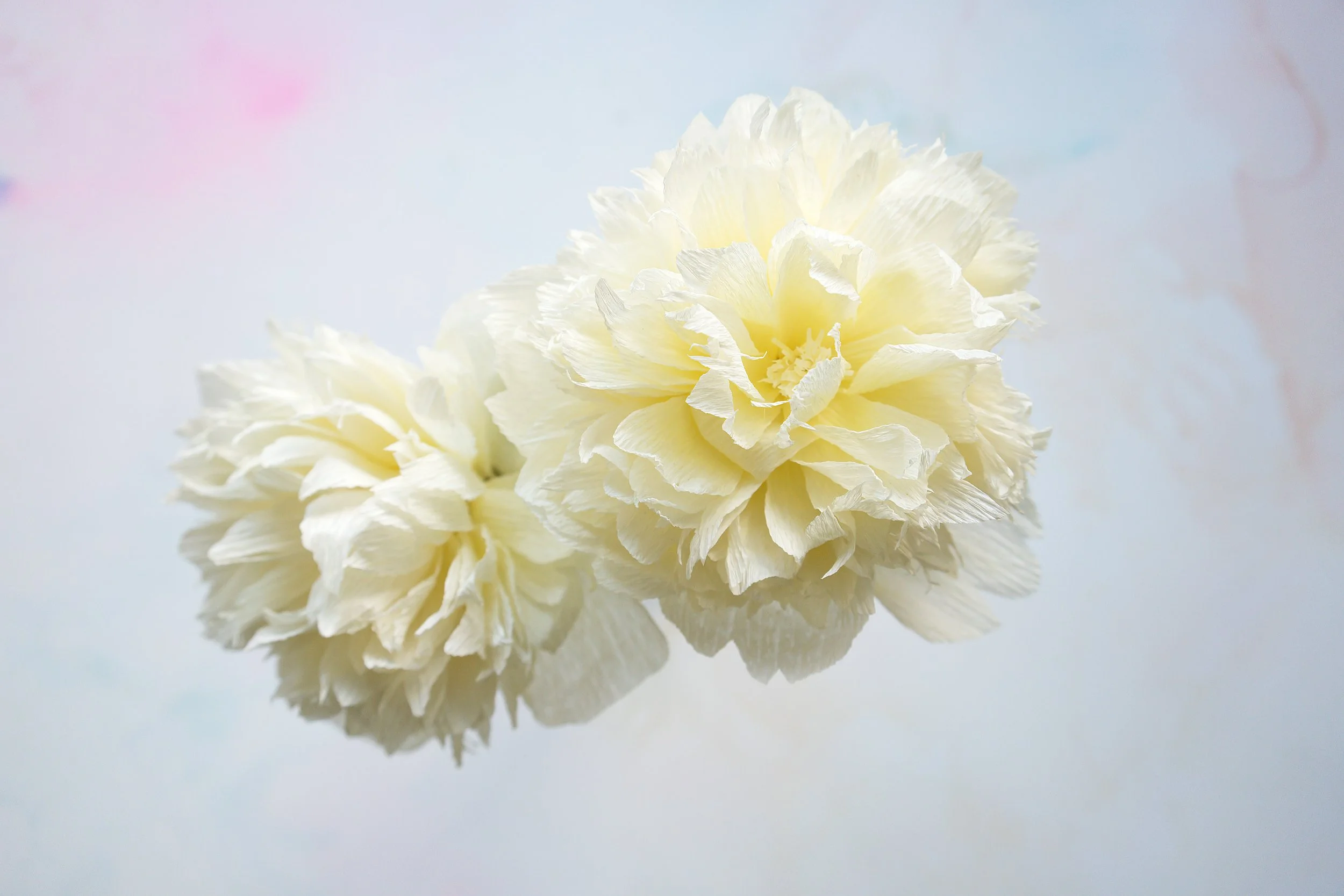 Two white carnations with ruffled petals reflected on a shiny surface against a light background.