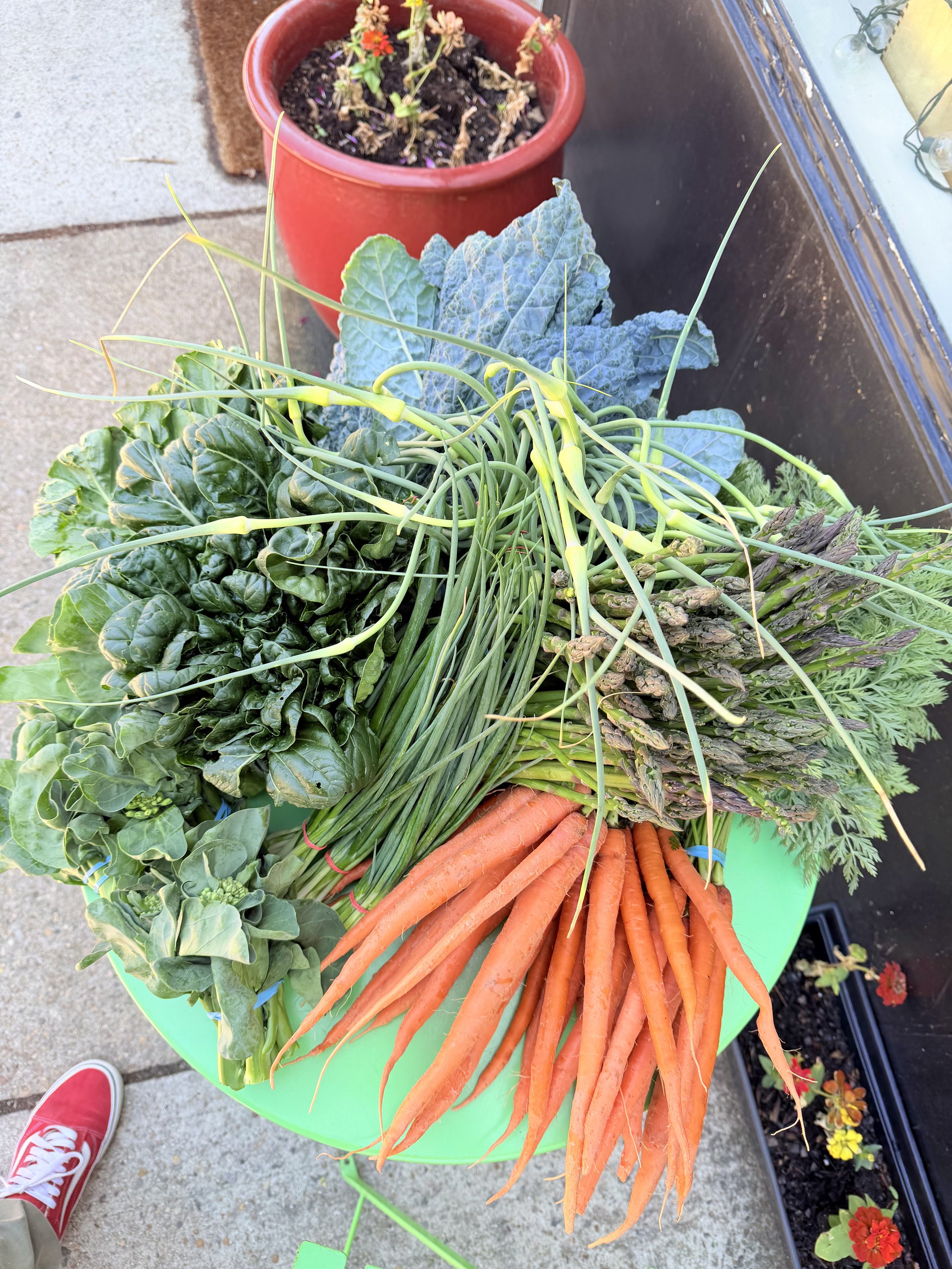 A bright green round table with fresh vegetables from Little House Green Grocery, a Richmond, Va grocery, including carrots with greens, asparagus, spinach, and Swiss chard.