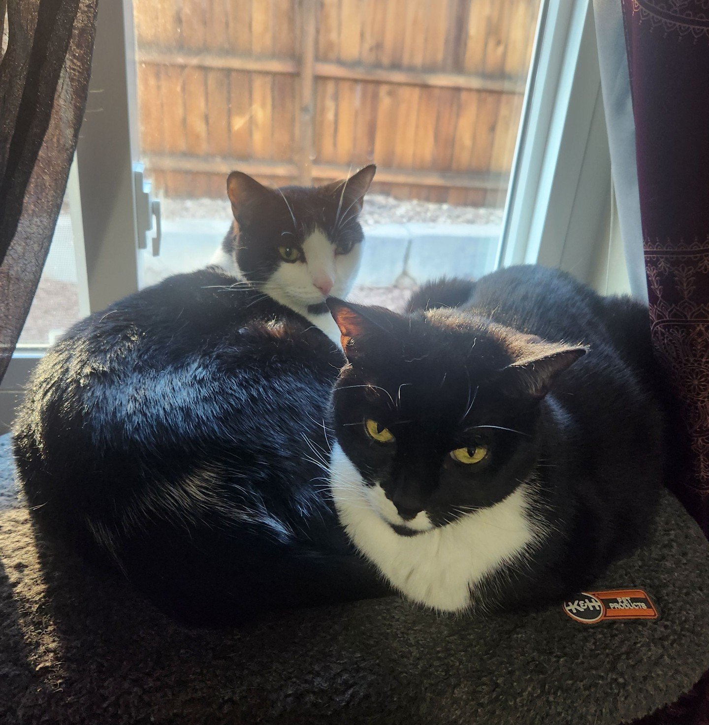 Things that made me cry: 

We've had this cat bed on the sill for 8 months. Ven (left) has never been steady enough to jump from our bed to it before. He got diagnosed with arthritis two weeks ago and got his first treatment. And now look! He made th