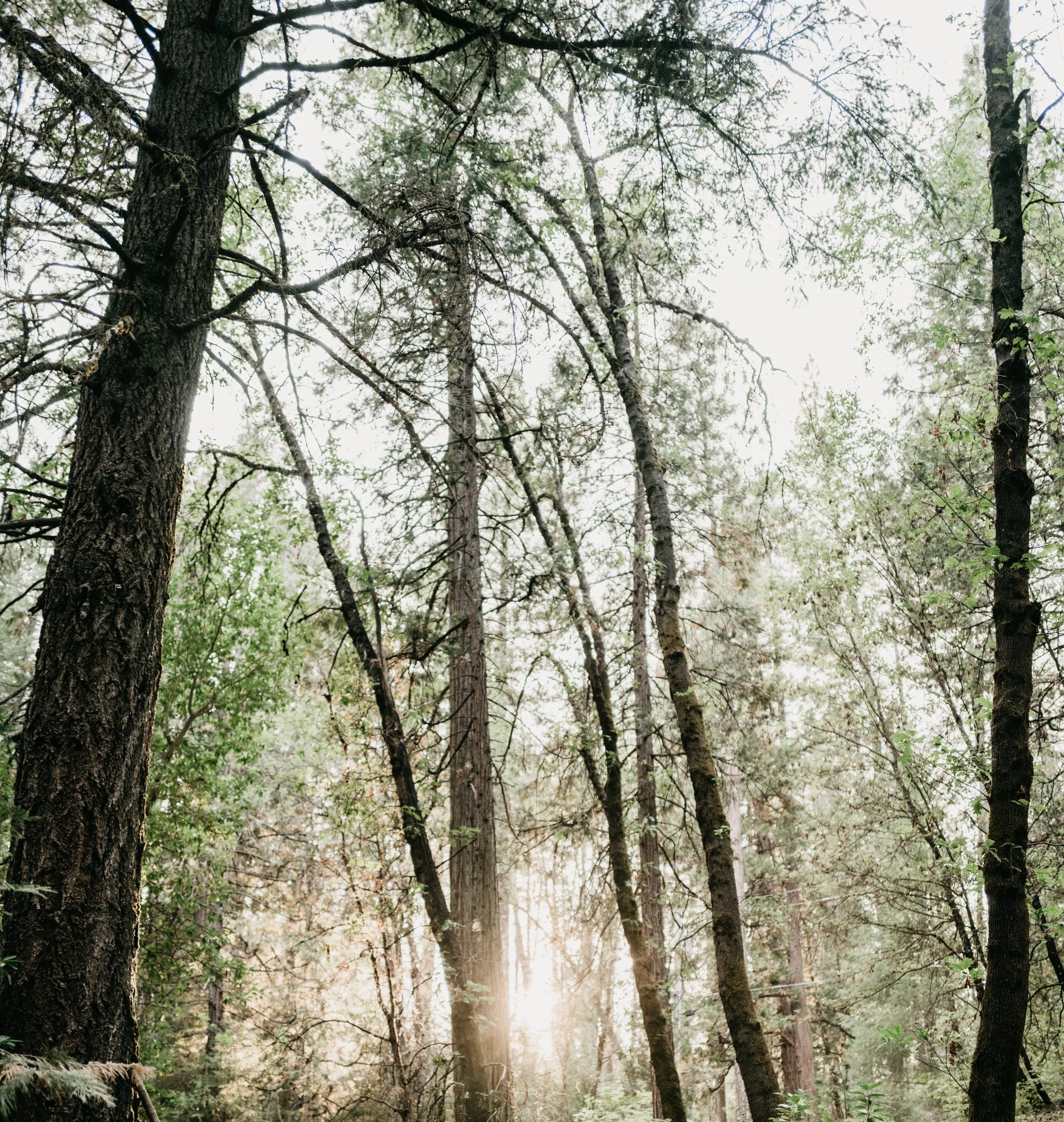 Wildlands Robotics setting showing trees in forest where the fastest tree cutting machine can help manage forest fires