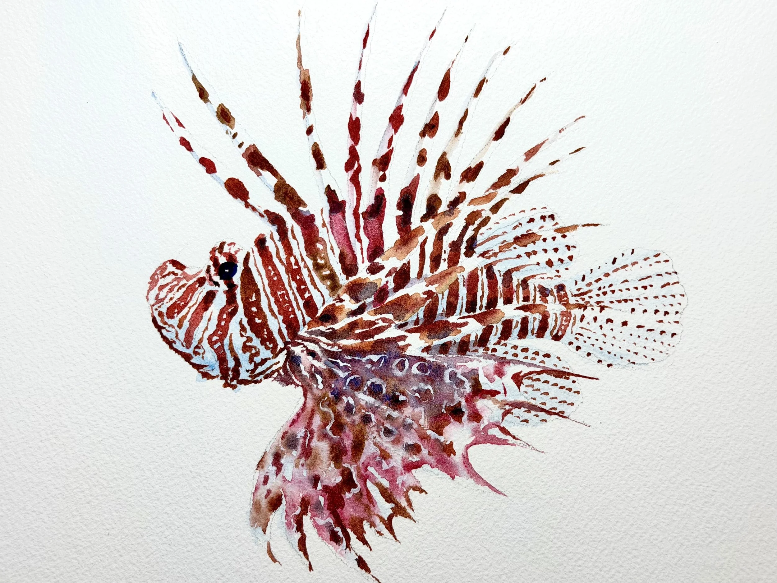 Lion Fish 04
