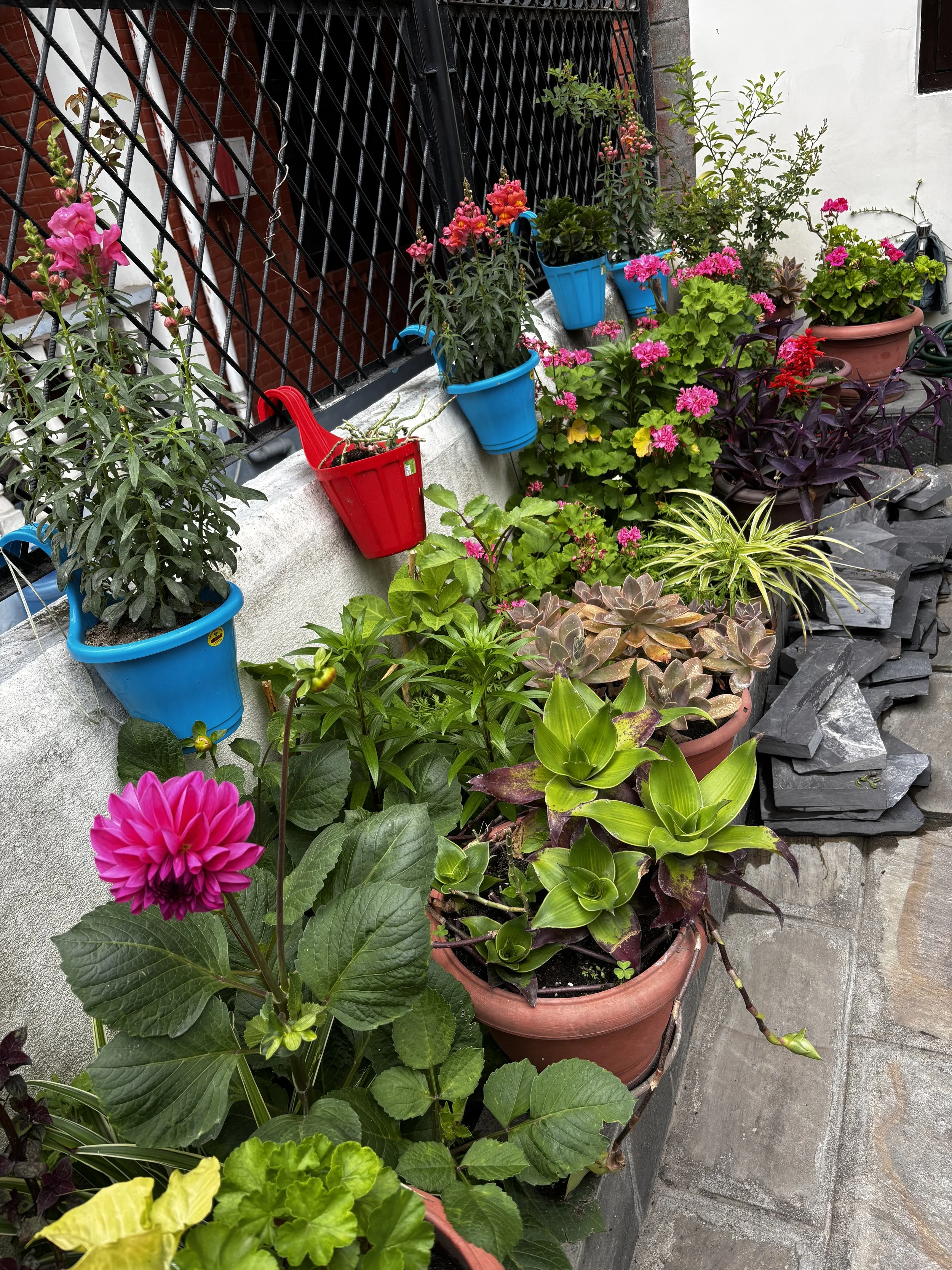 A variety of colorful potted plants and flowers arranged along a small outdoor space with a black iron fence and stone paving.