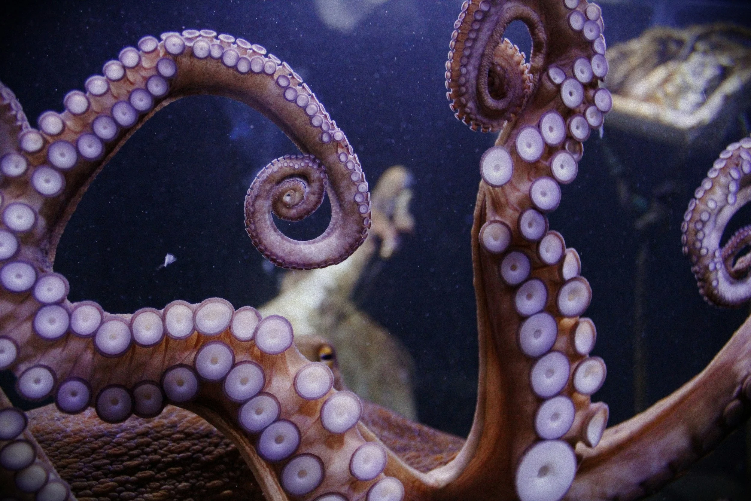 Thank You Note to an Octopus