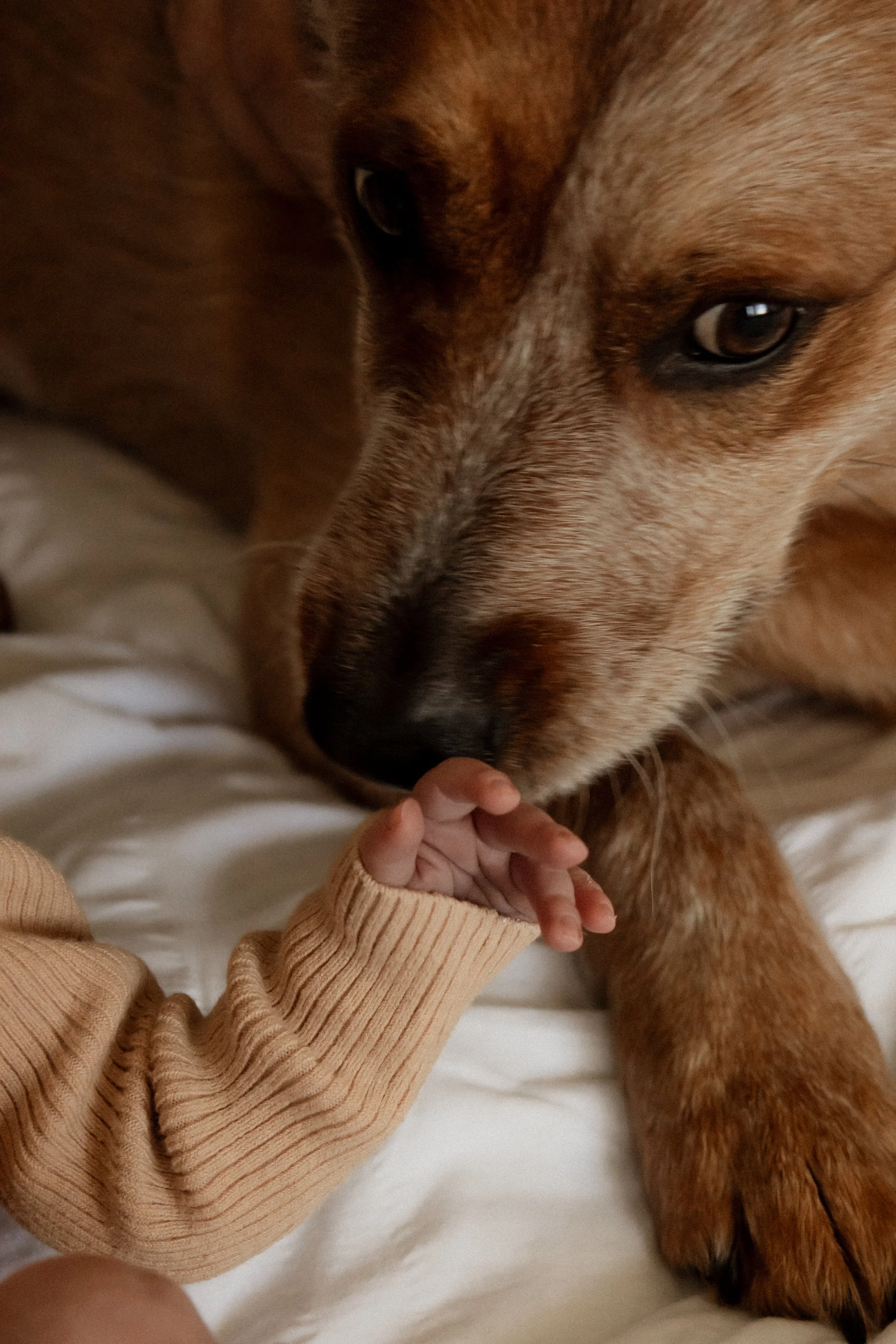 Dog friendly sessions across Perth