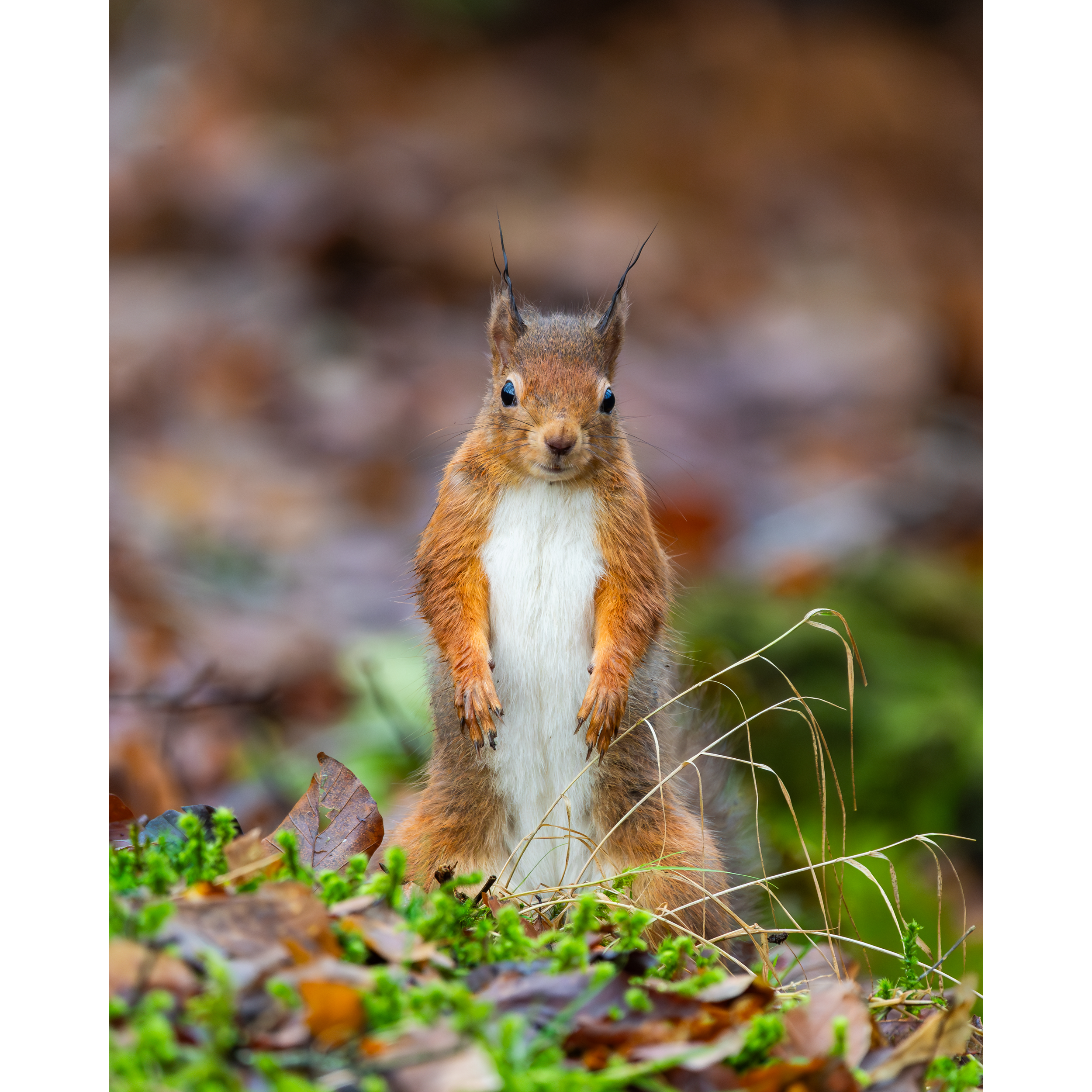 RedSquirrel3StorePage.png