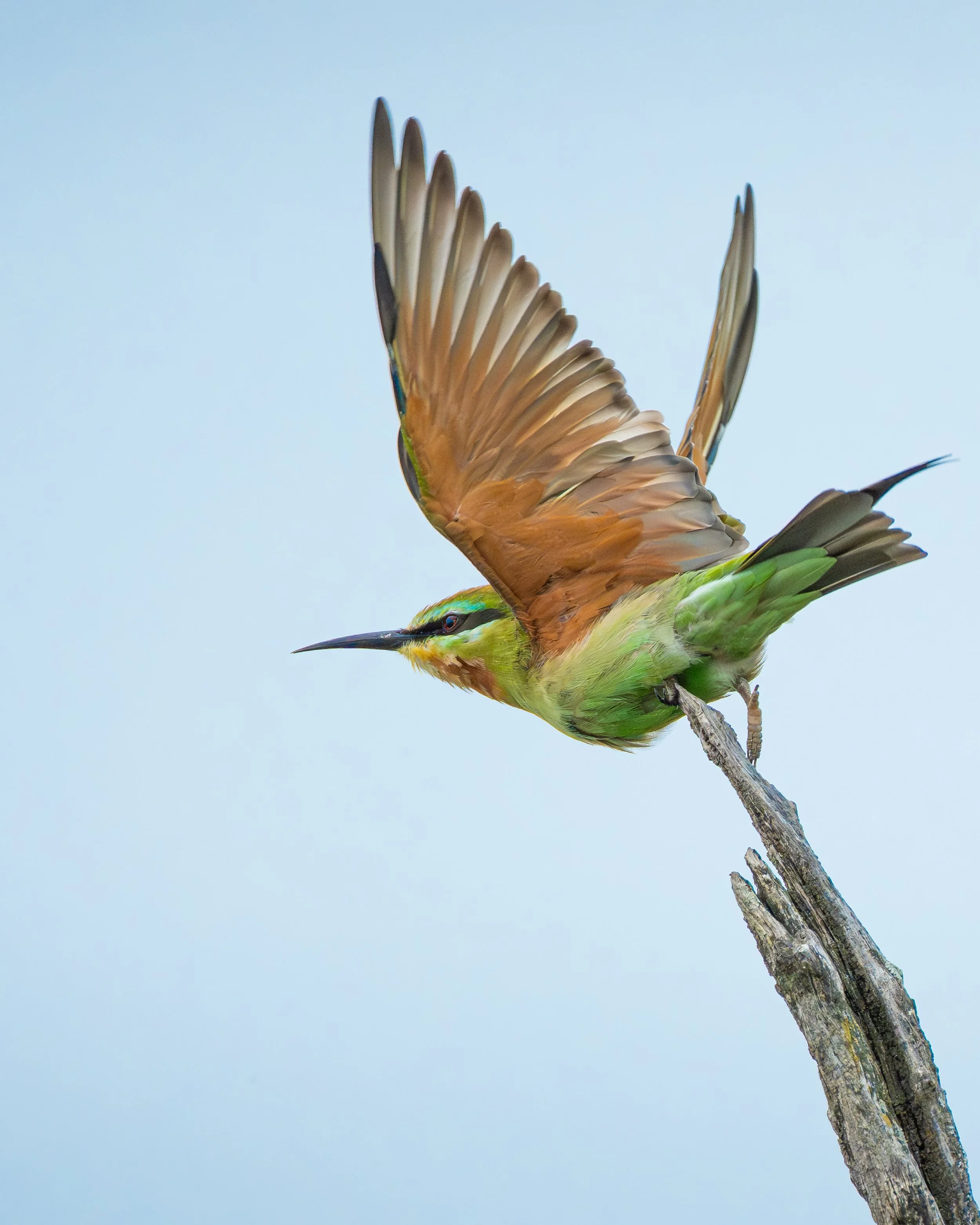 BeeEater_02-2.jpg