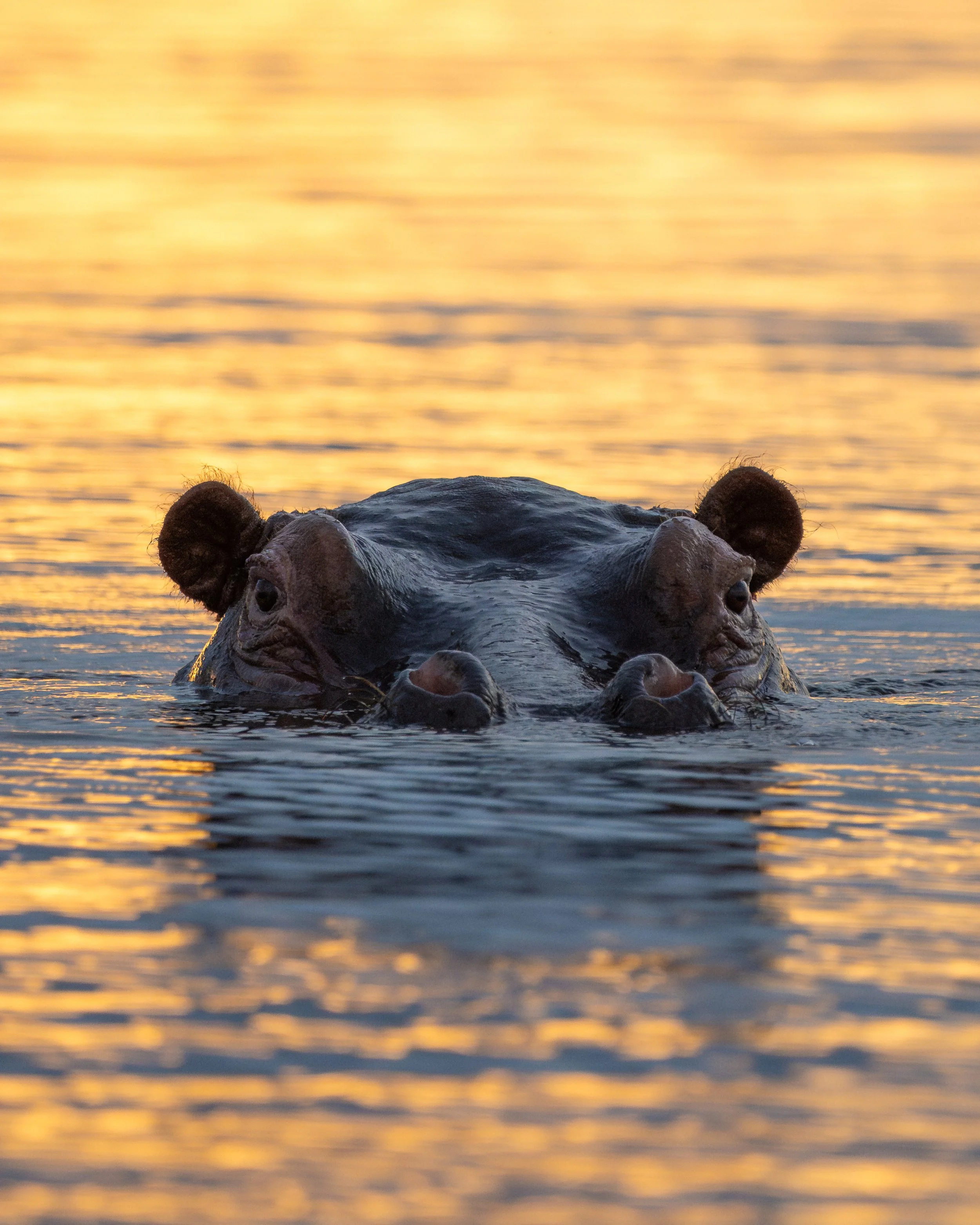 Hippo_02.jpg