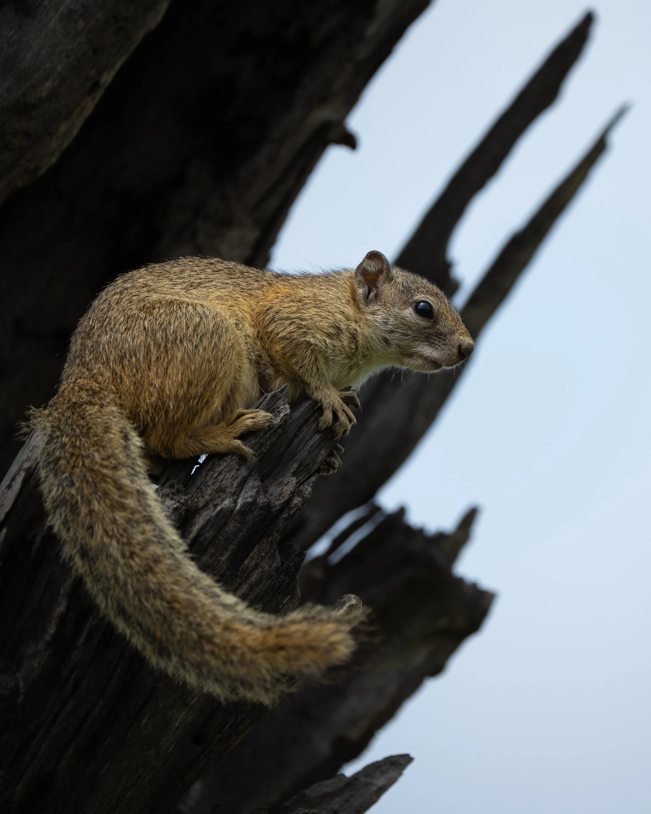 SmithsBushSquirrel01.jpg