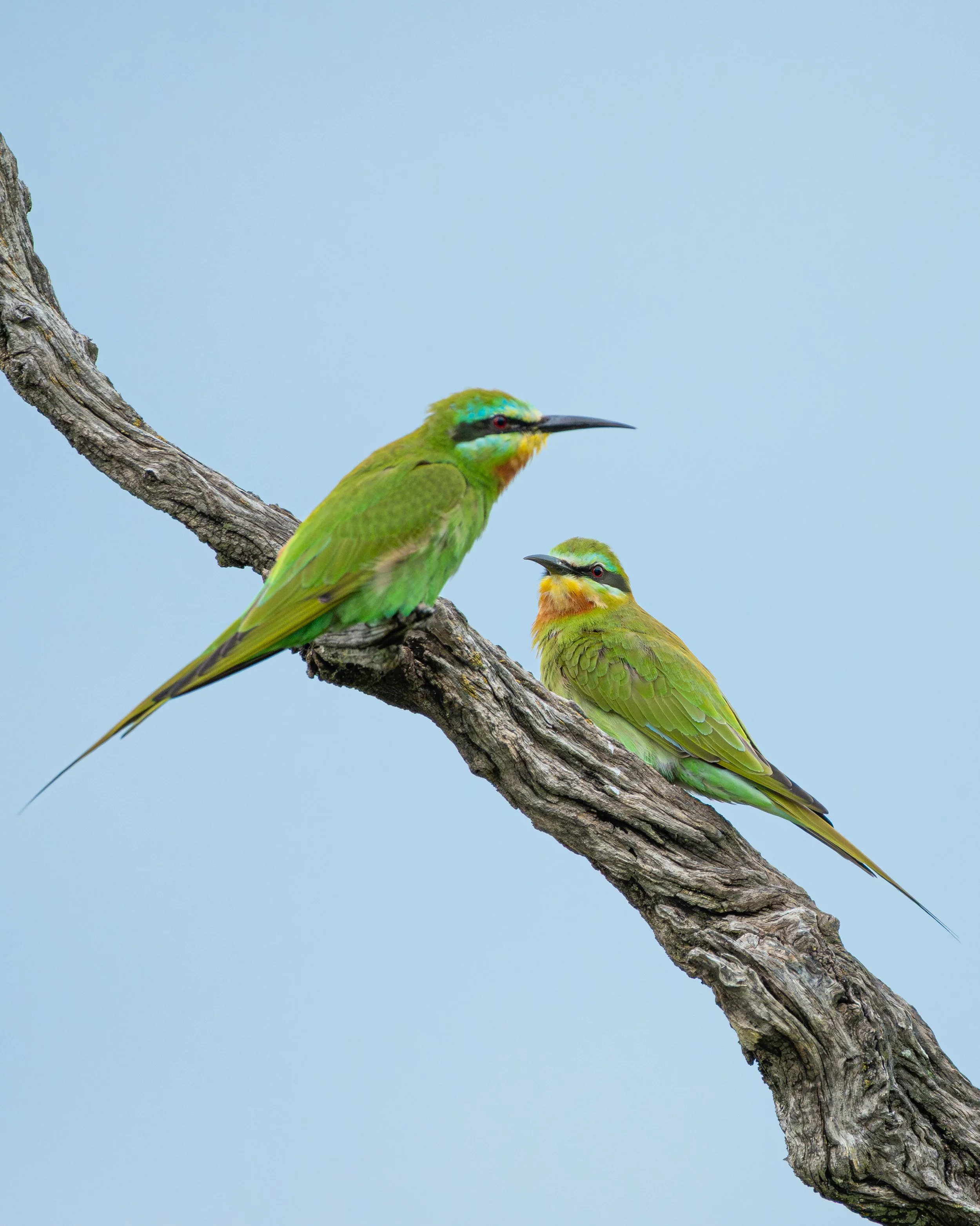 BeeEater_02-3.jpg