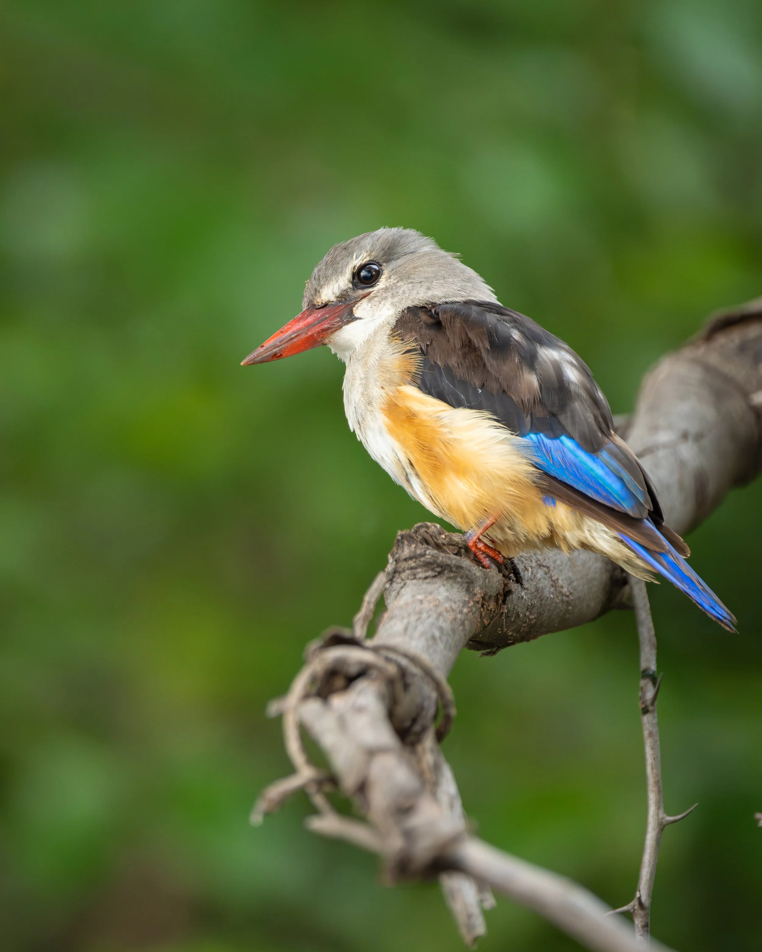 GreyHeadedKingfisher_02.jpg