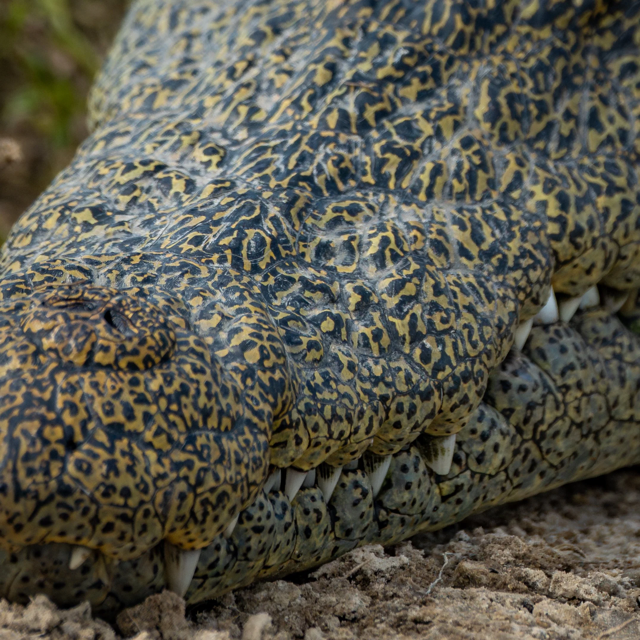 CrocodileMouth.jpg