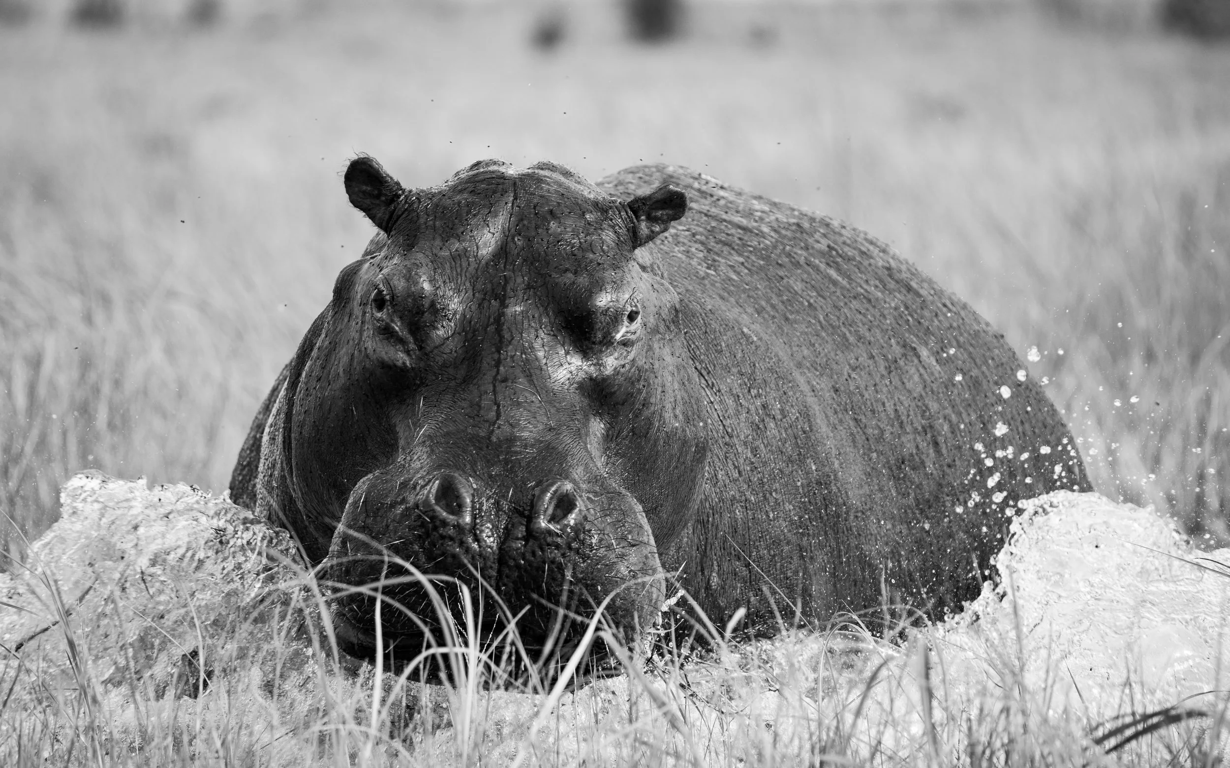 Hippo01.jpg