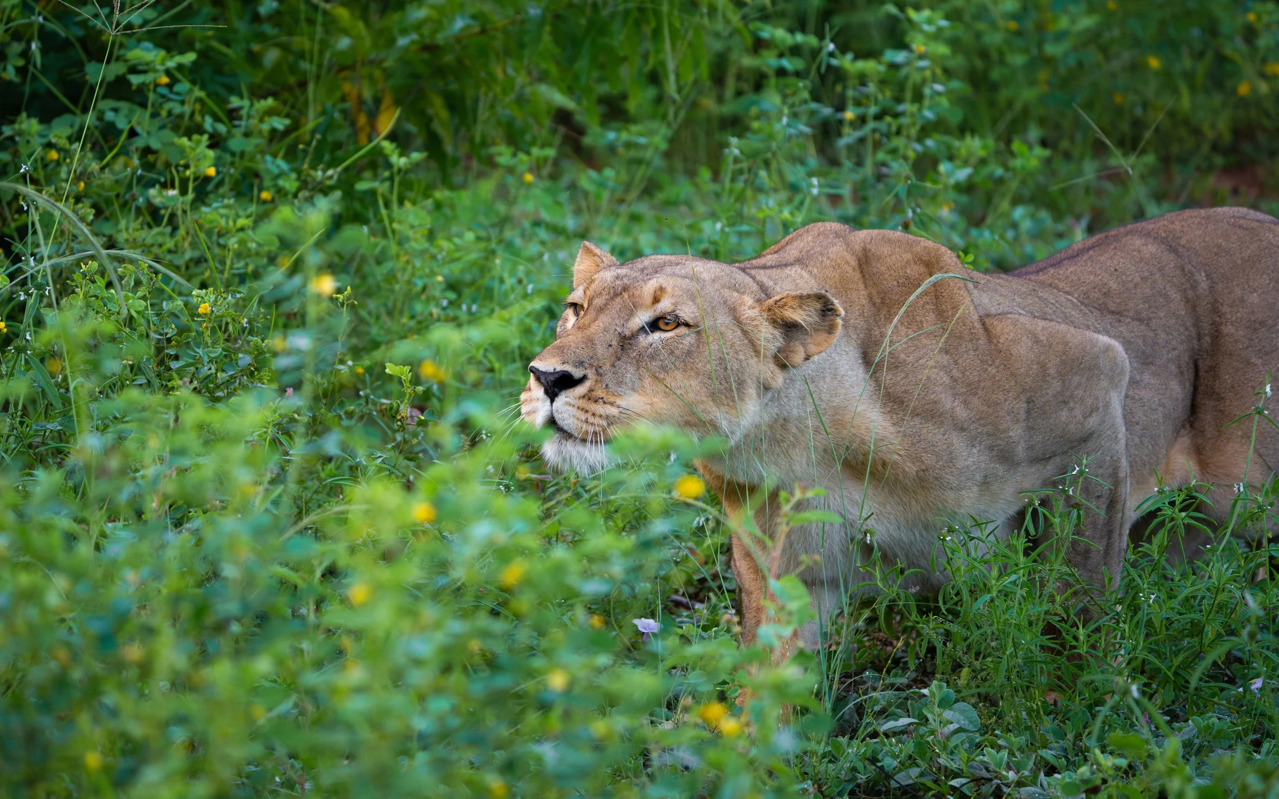 Lioness01-7_WEB.jpg