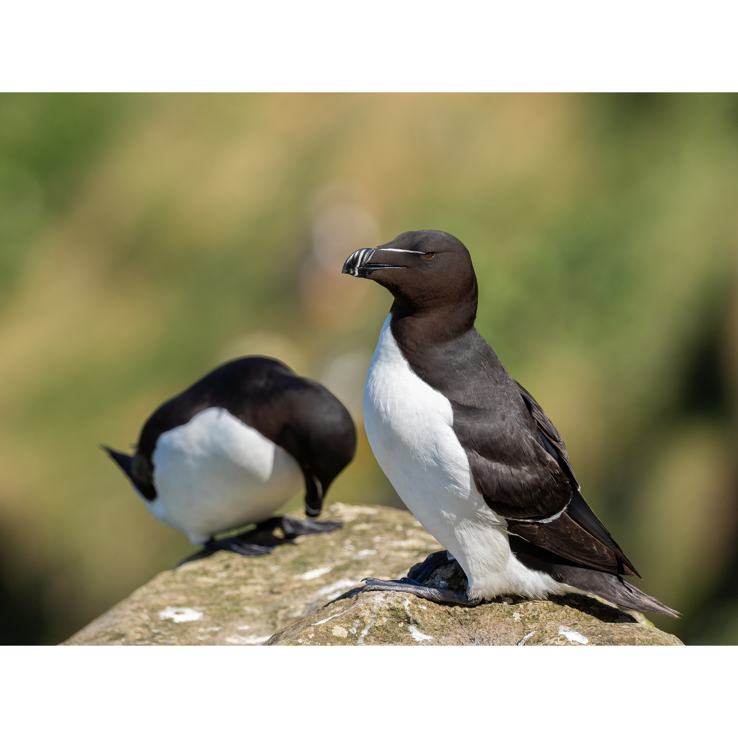 Razorbill_4_StorePageAlpha.png
