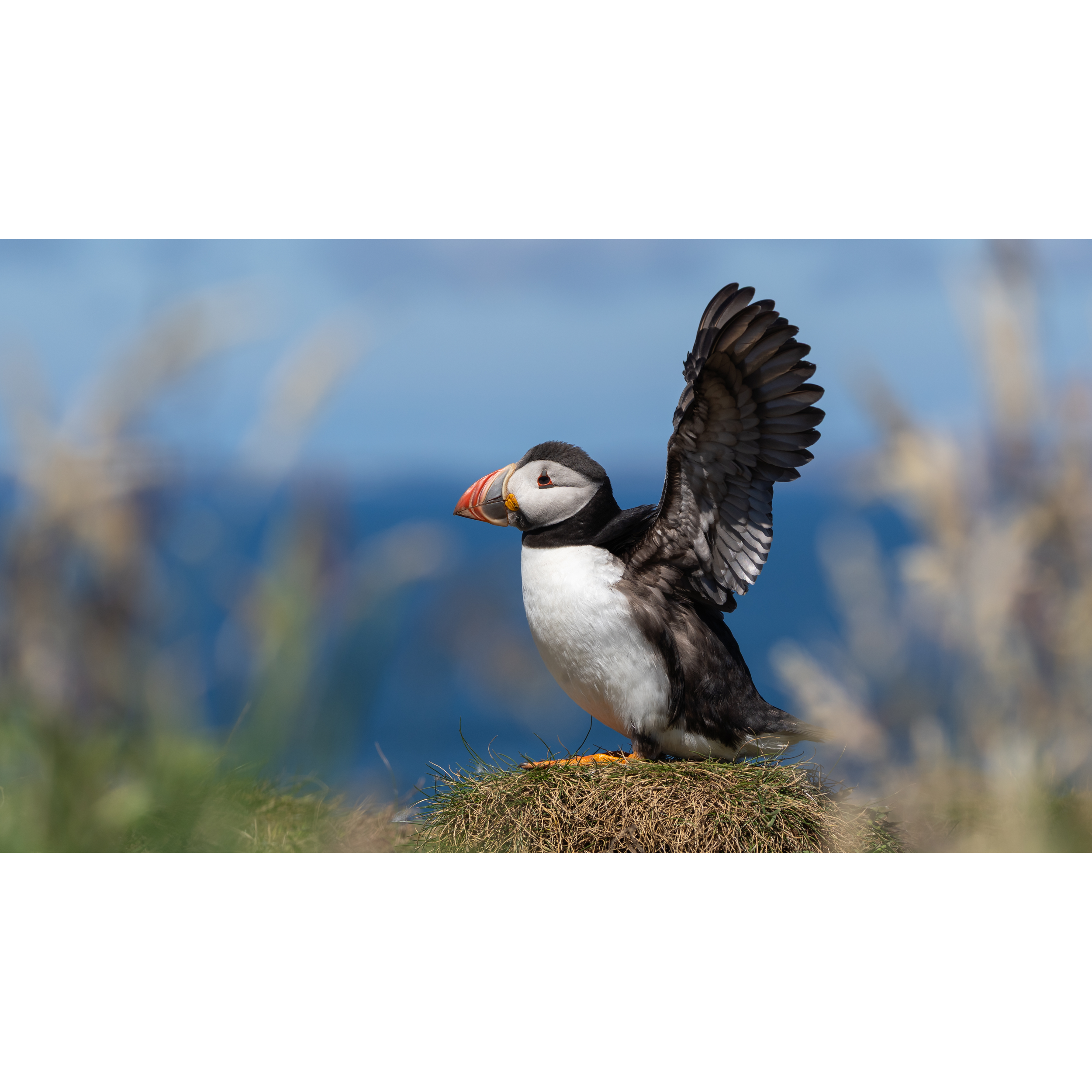 Puffin_1_StorePage.png