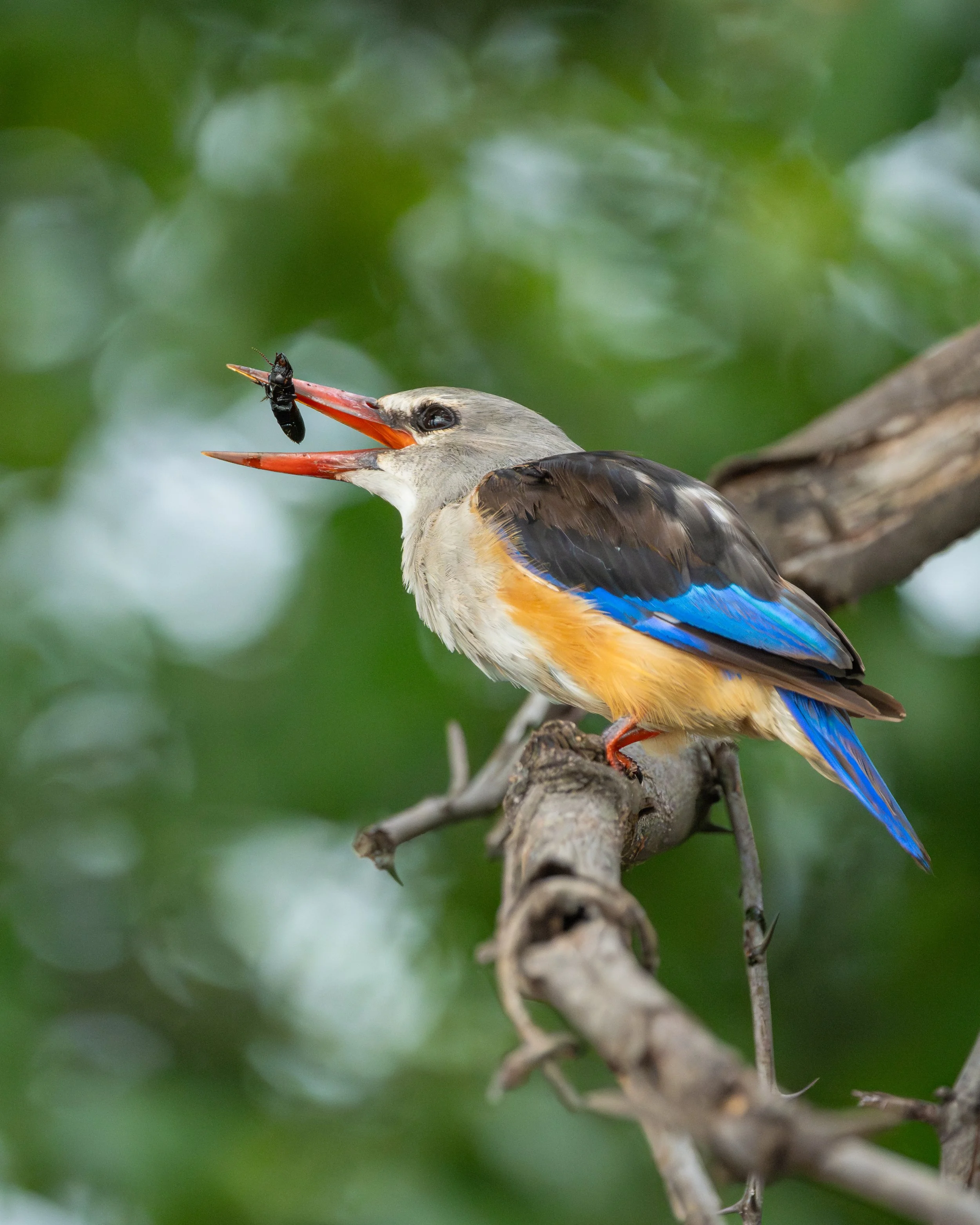 GreyHeadedKingfisher_04.jpg