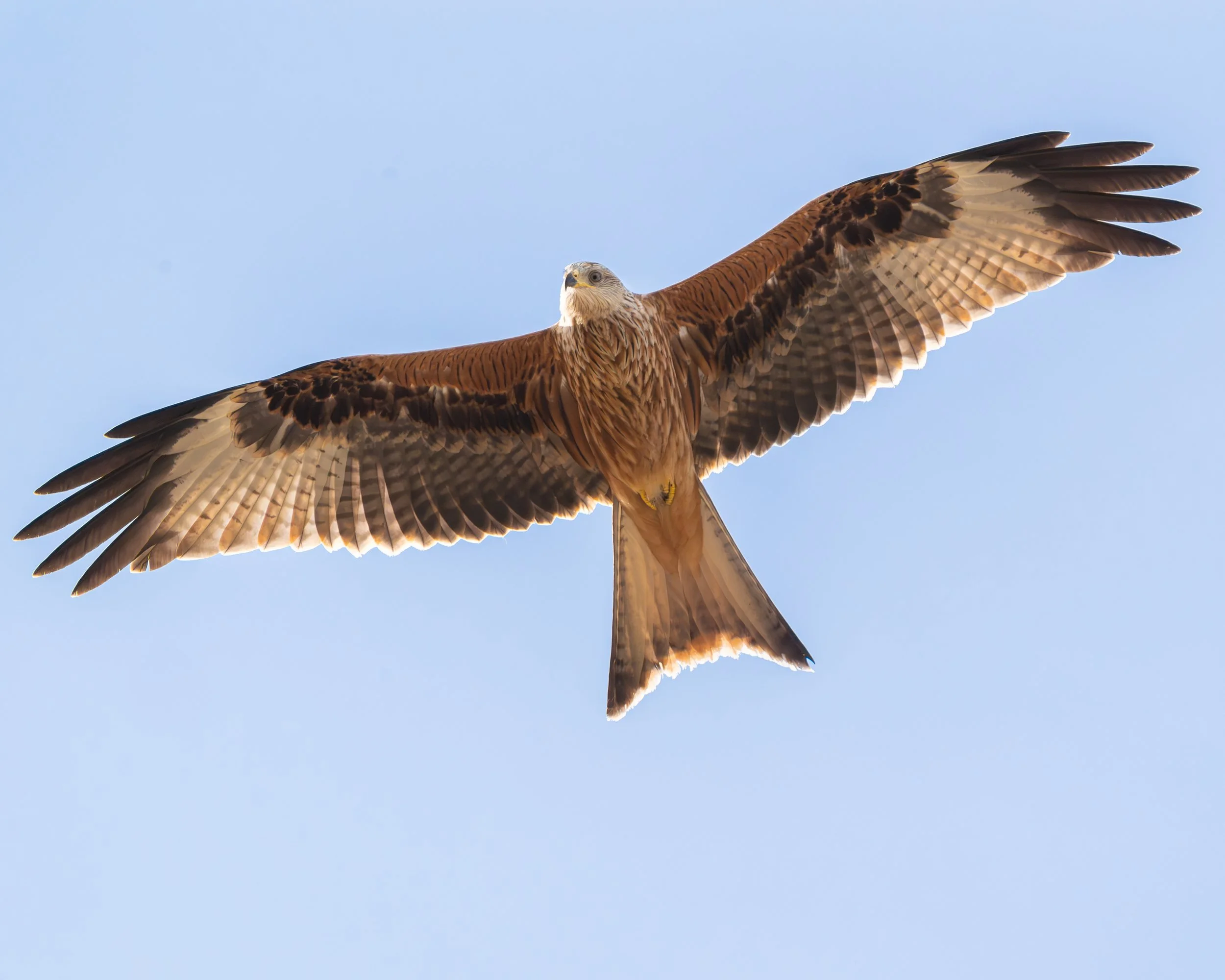 RedKite-6.jpg