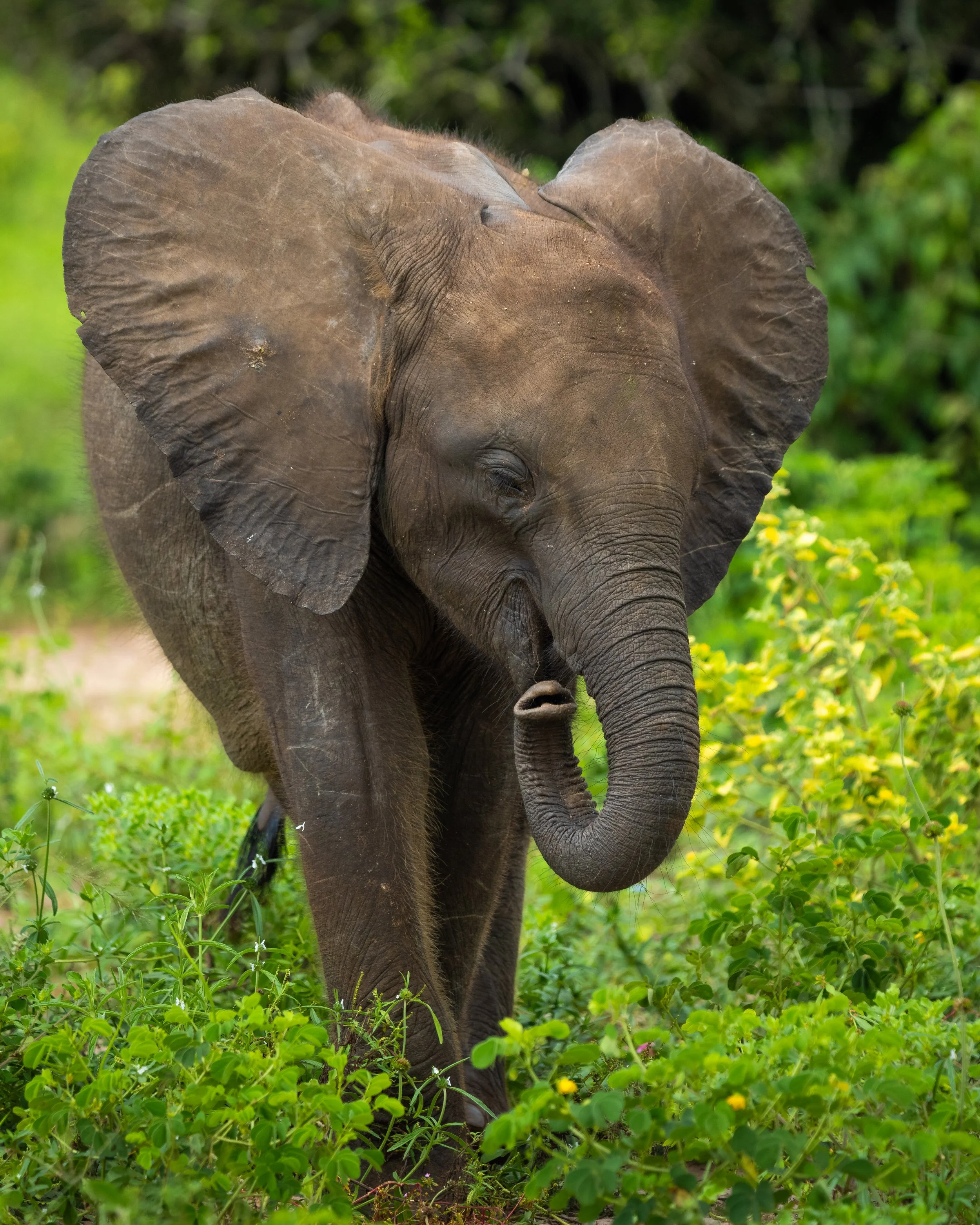 Elephant01.jpg