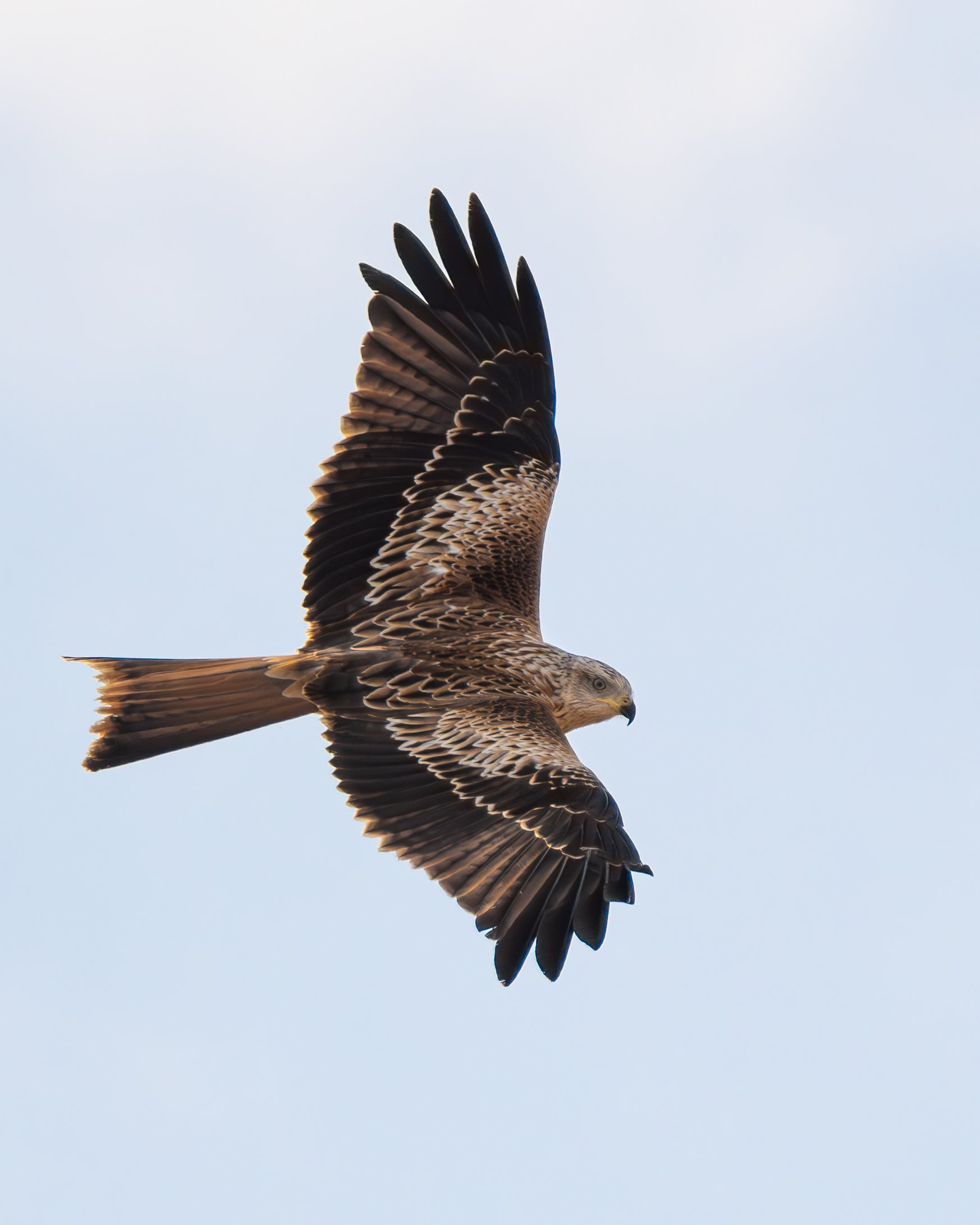 RedKite-2.jpg