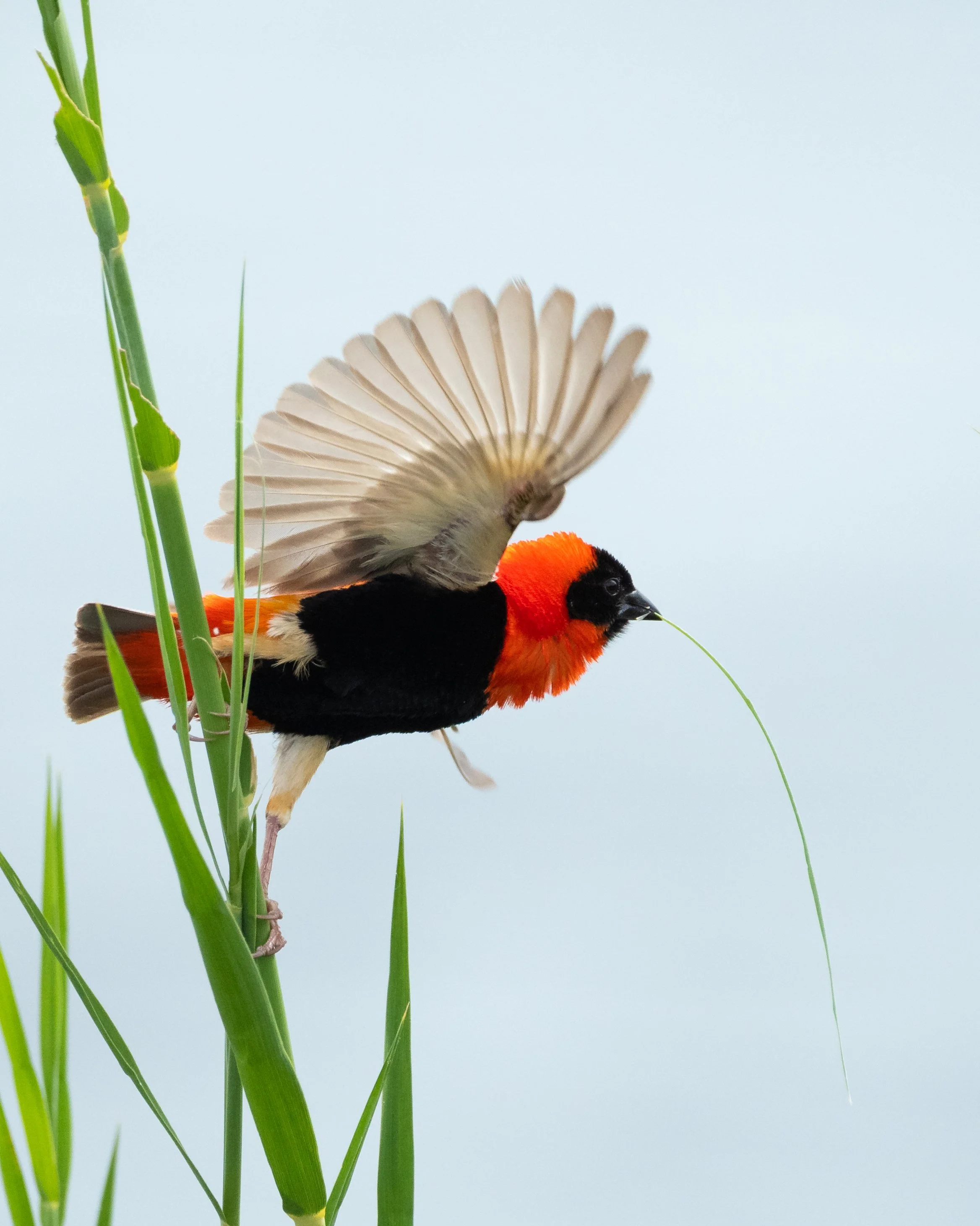 RedBishop06.jpg