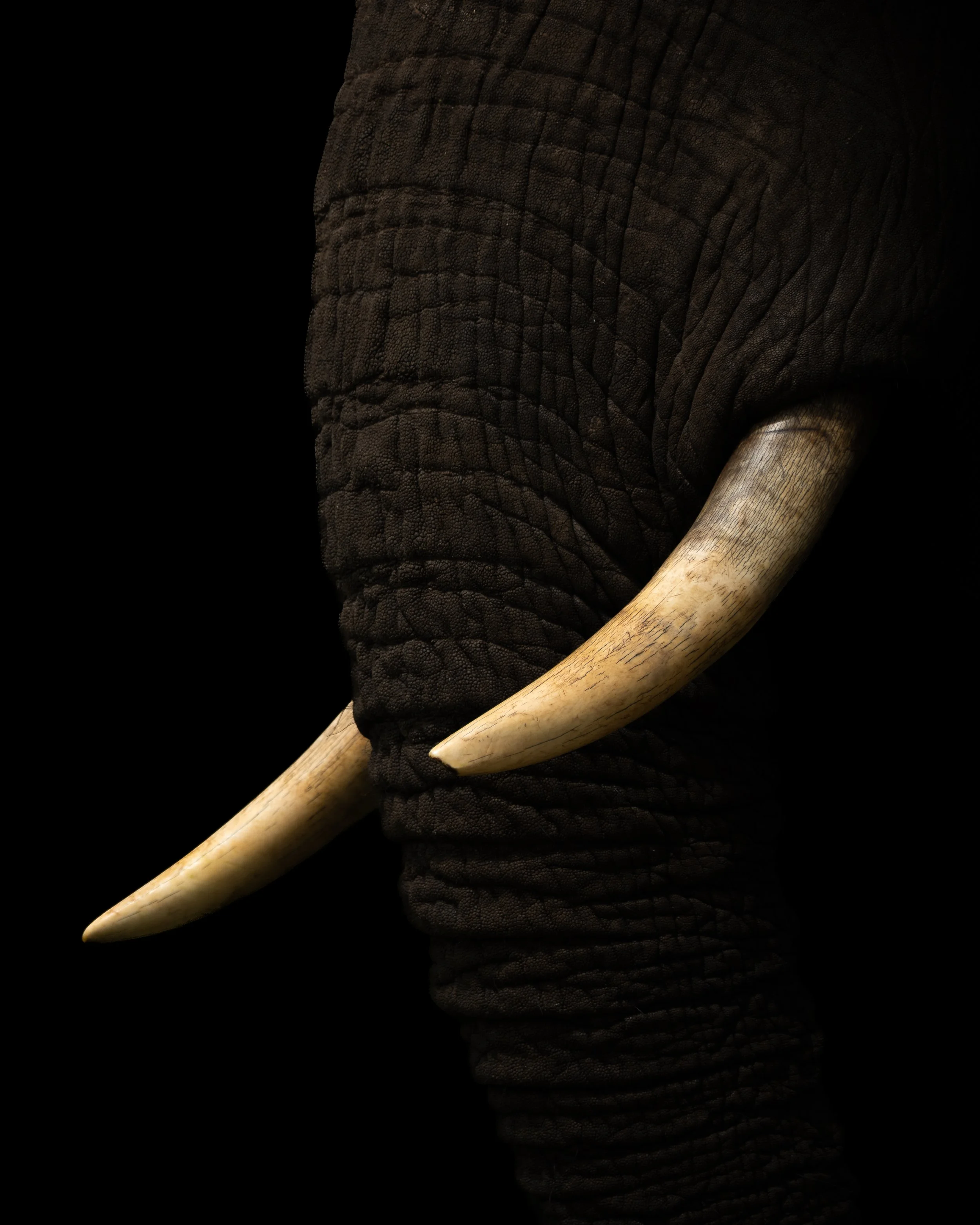 ElephantTusks01.jpg