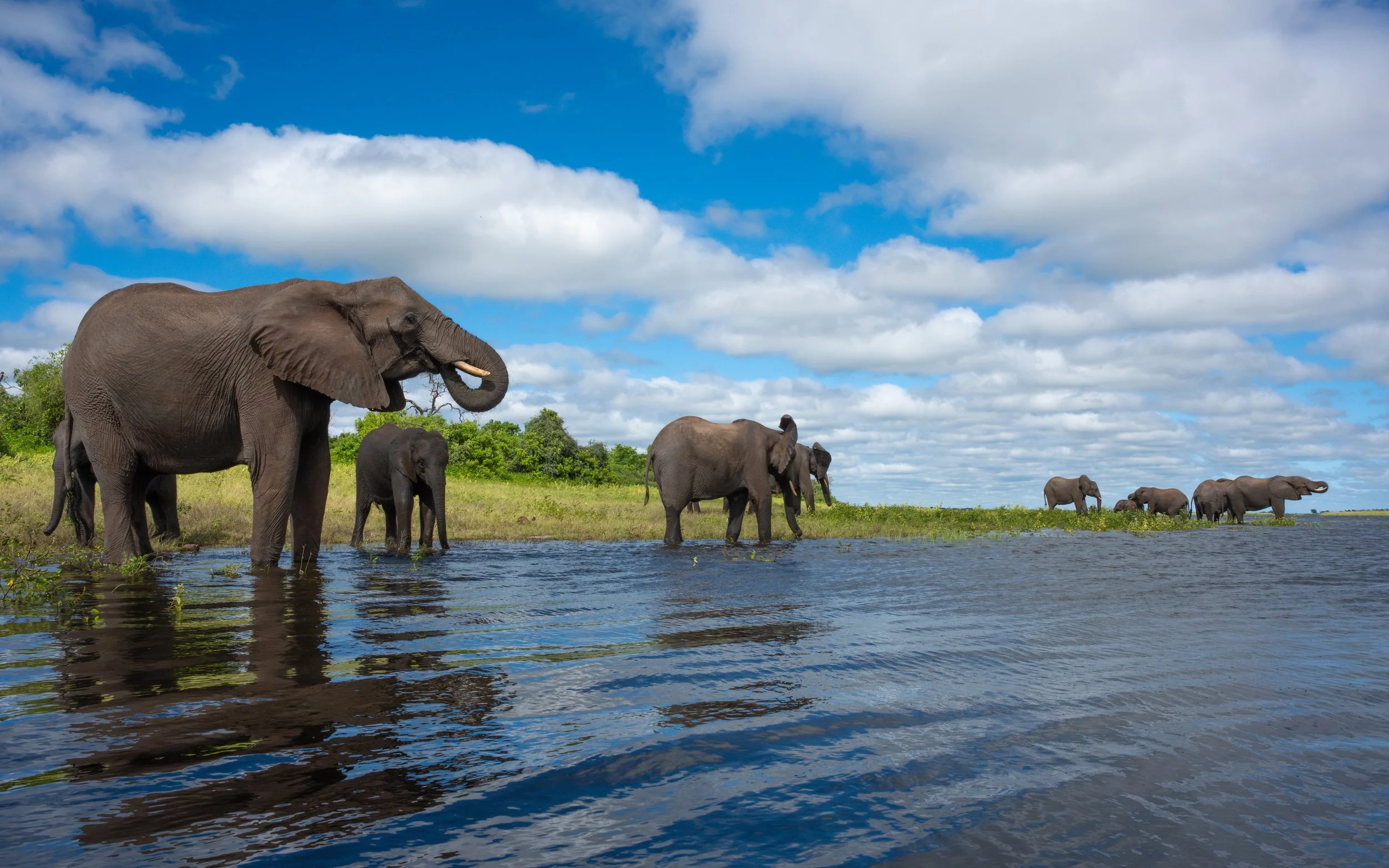 ElephantsDrinking01_WEB.jpg