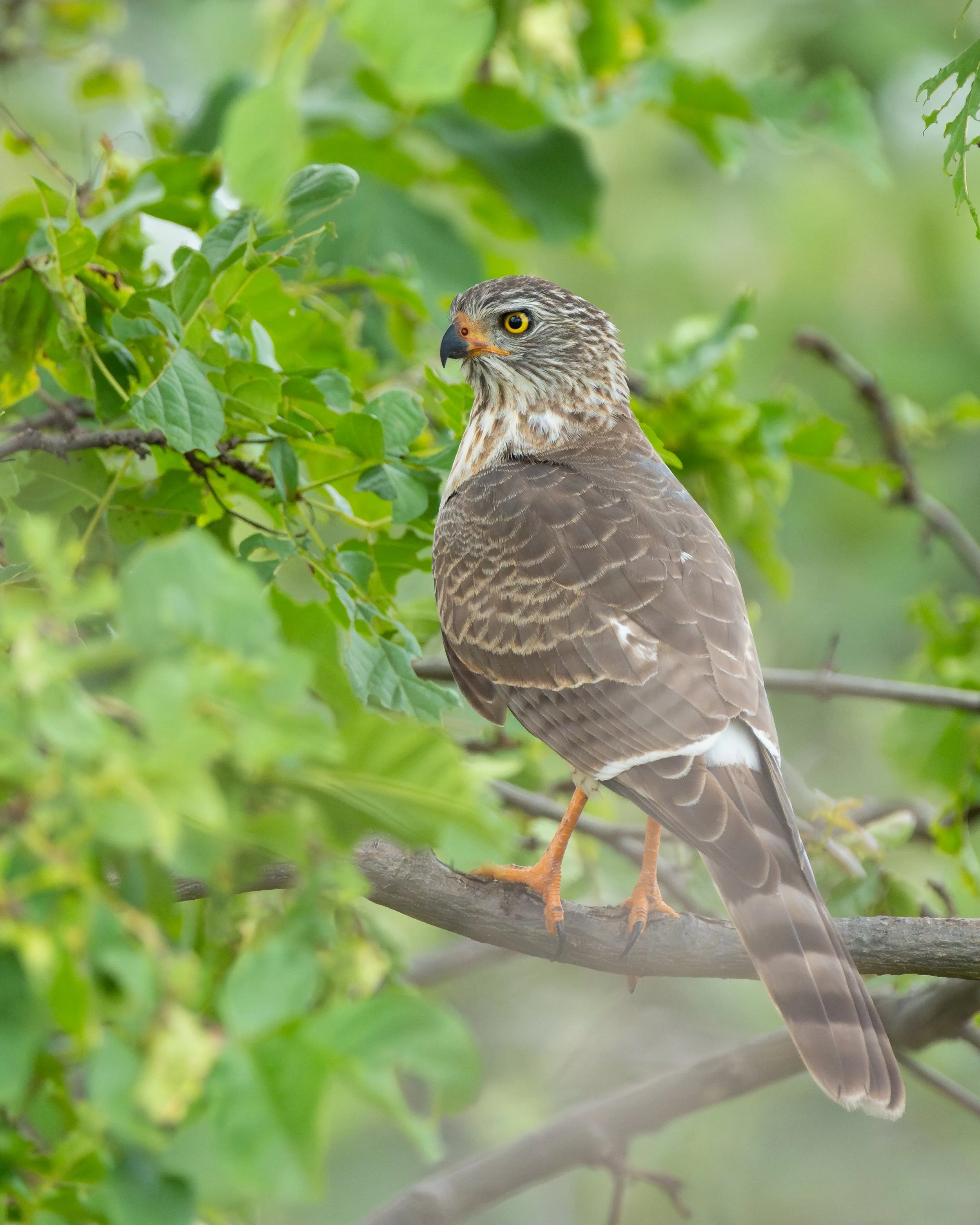 GabarGoshawkJuvenile01.jpg