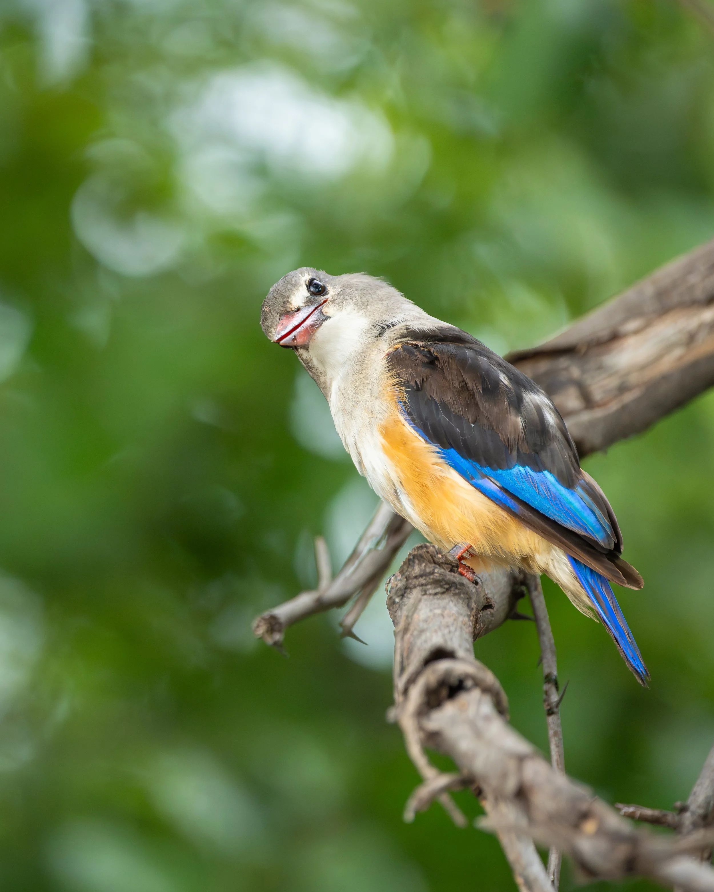 GreyHeadedKingfisher_05.jpg