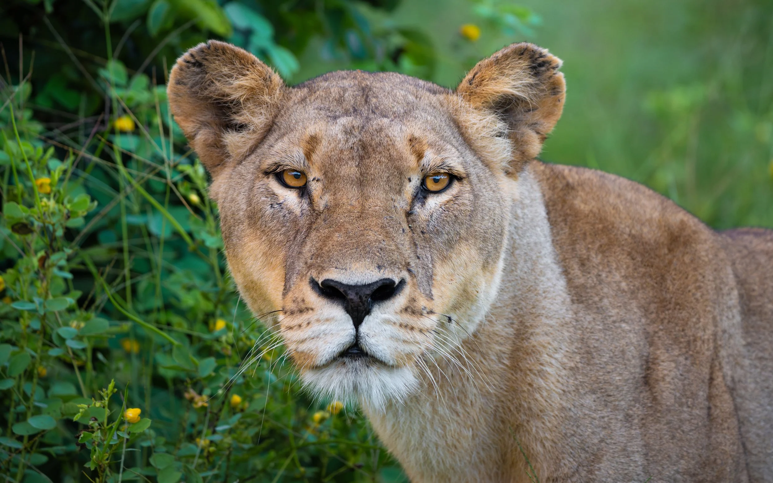 Lioness01-9_WEB.jpg