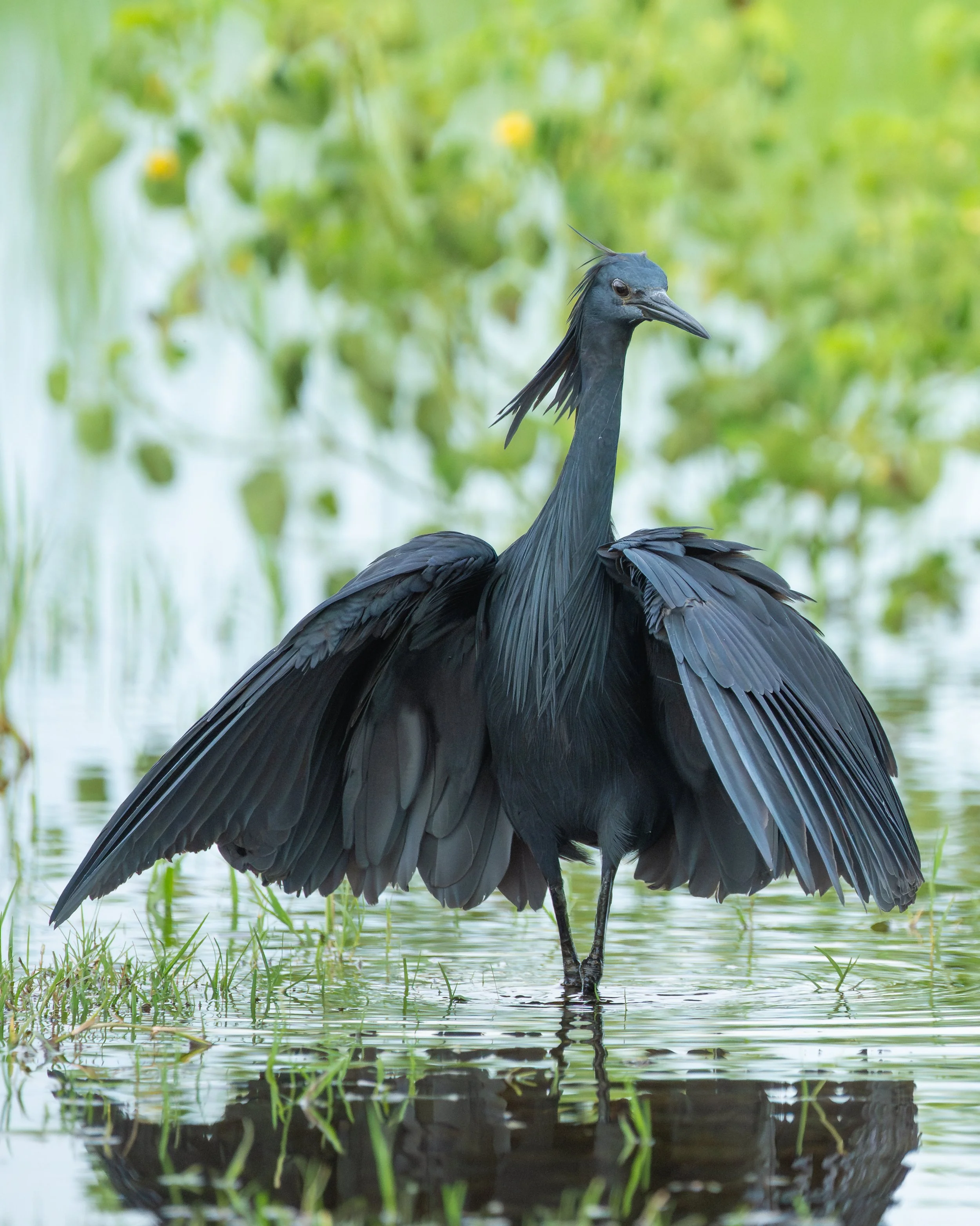 BlackHeron_01-3.jpg