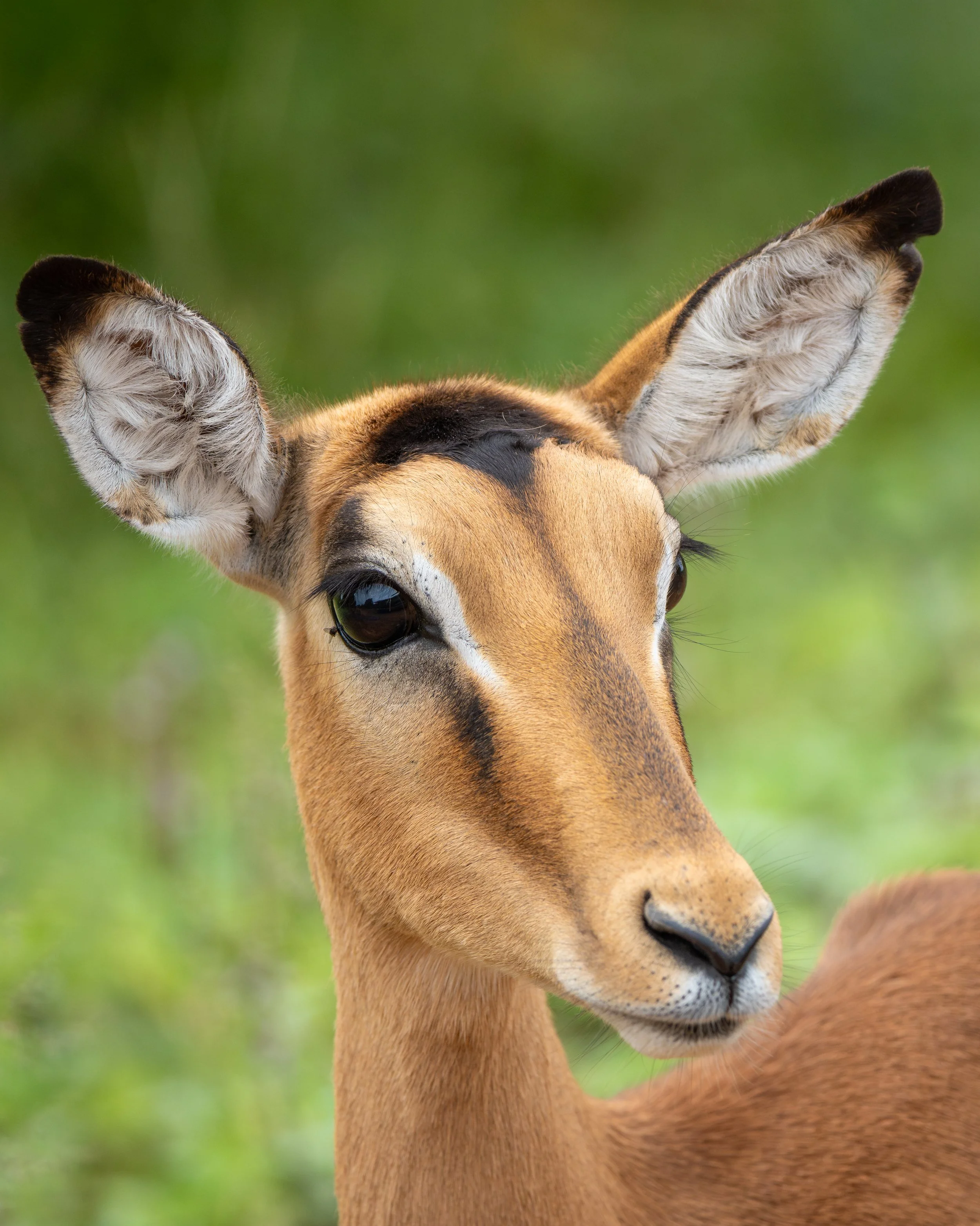 Impala01.jpg