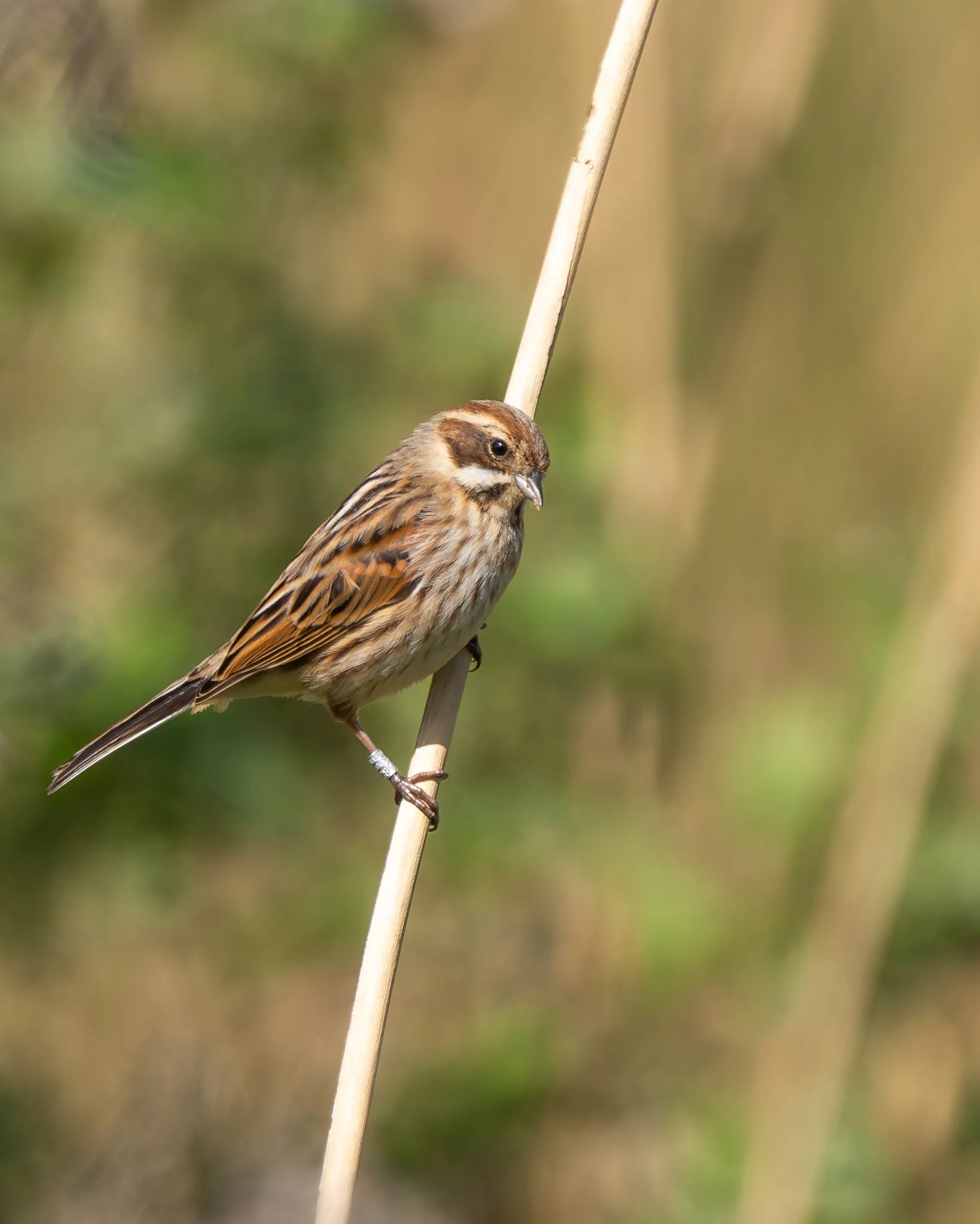 ReedBunting2.jpg