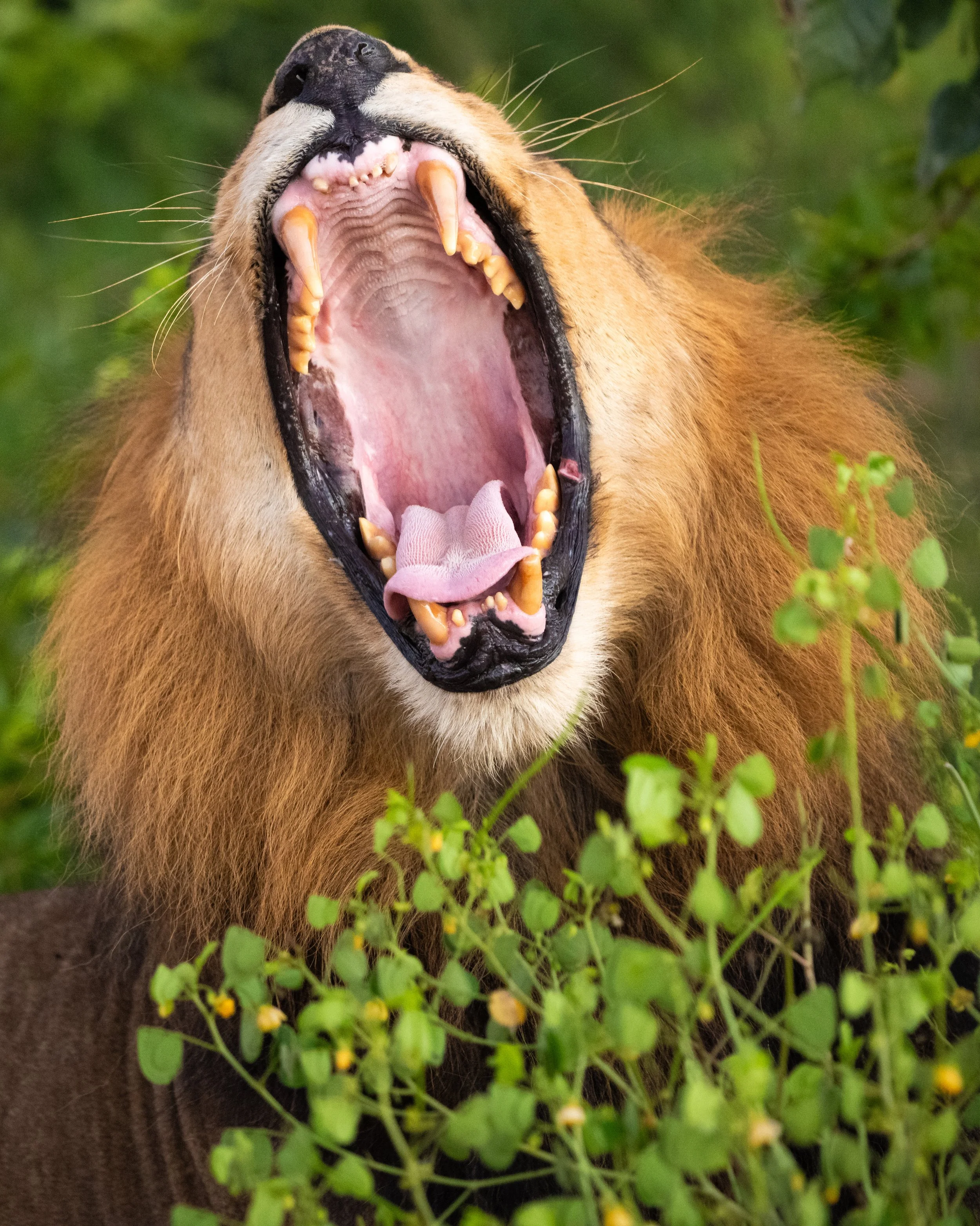 Lion01_WEB.jpg